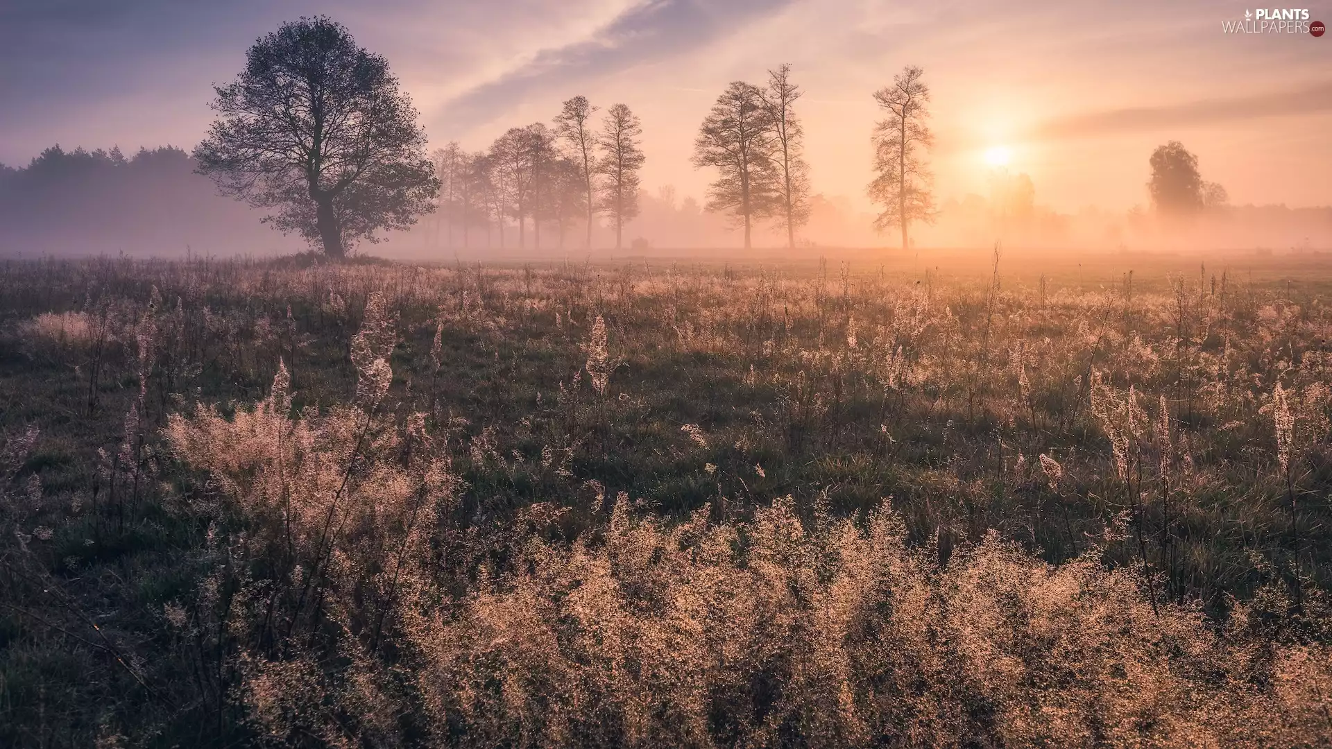 frosted, trees, Fog, viewes, Meadow, grass, Sunrise