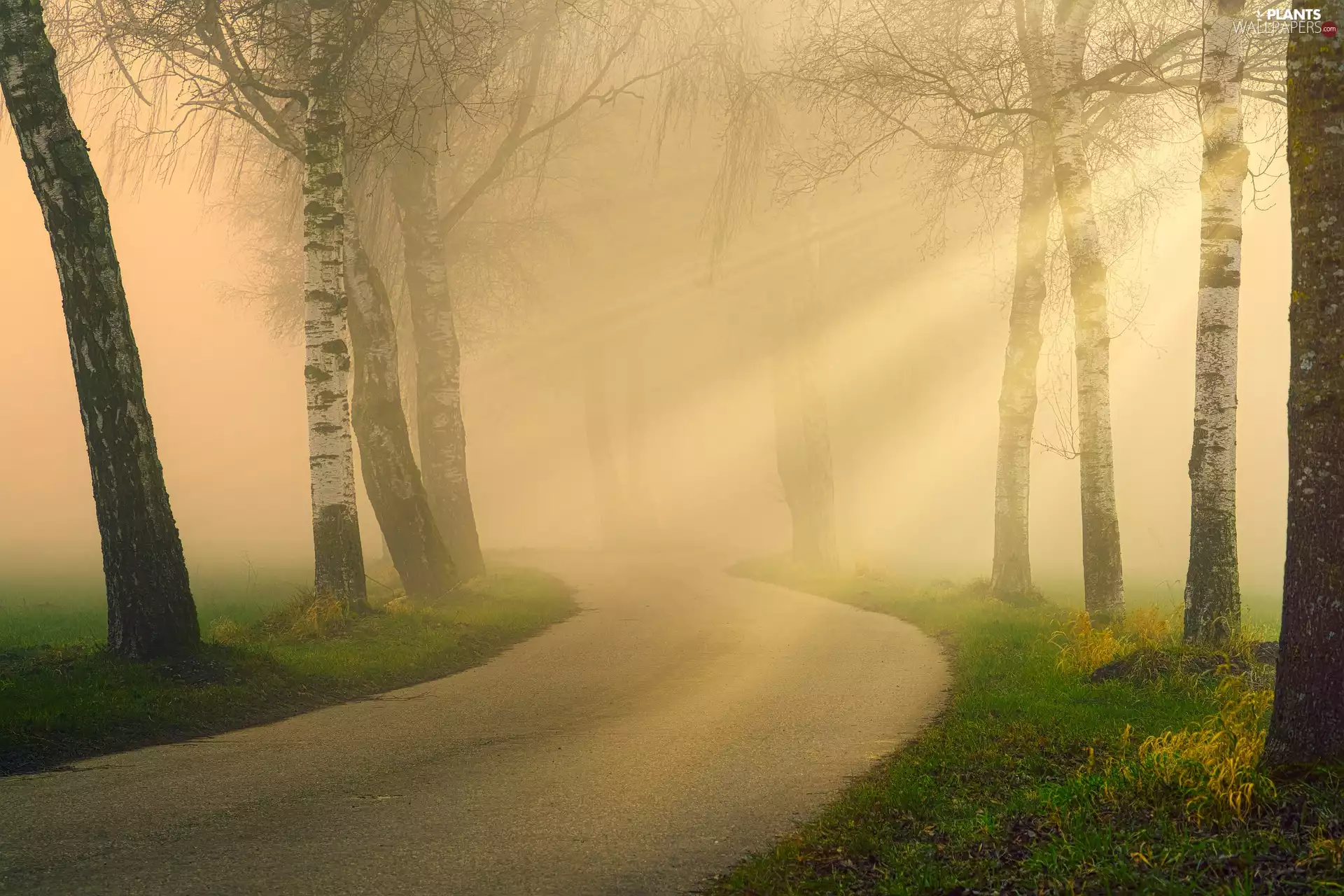 Way, autumn, trees, viewes, birch, Fog