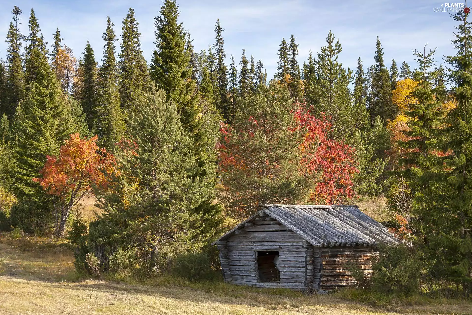 trees, viewes, forest, cote, autumn