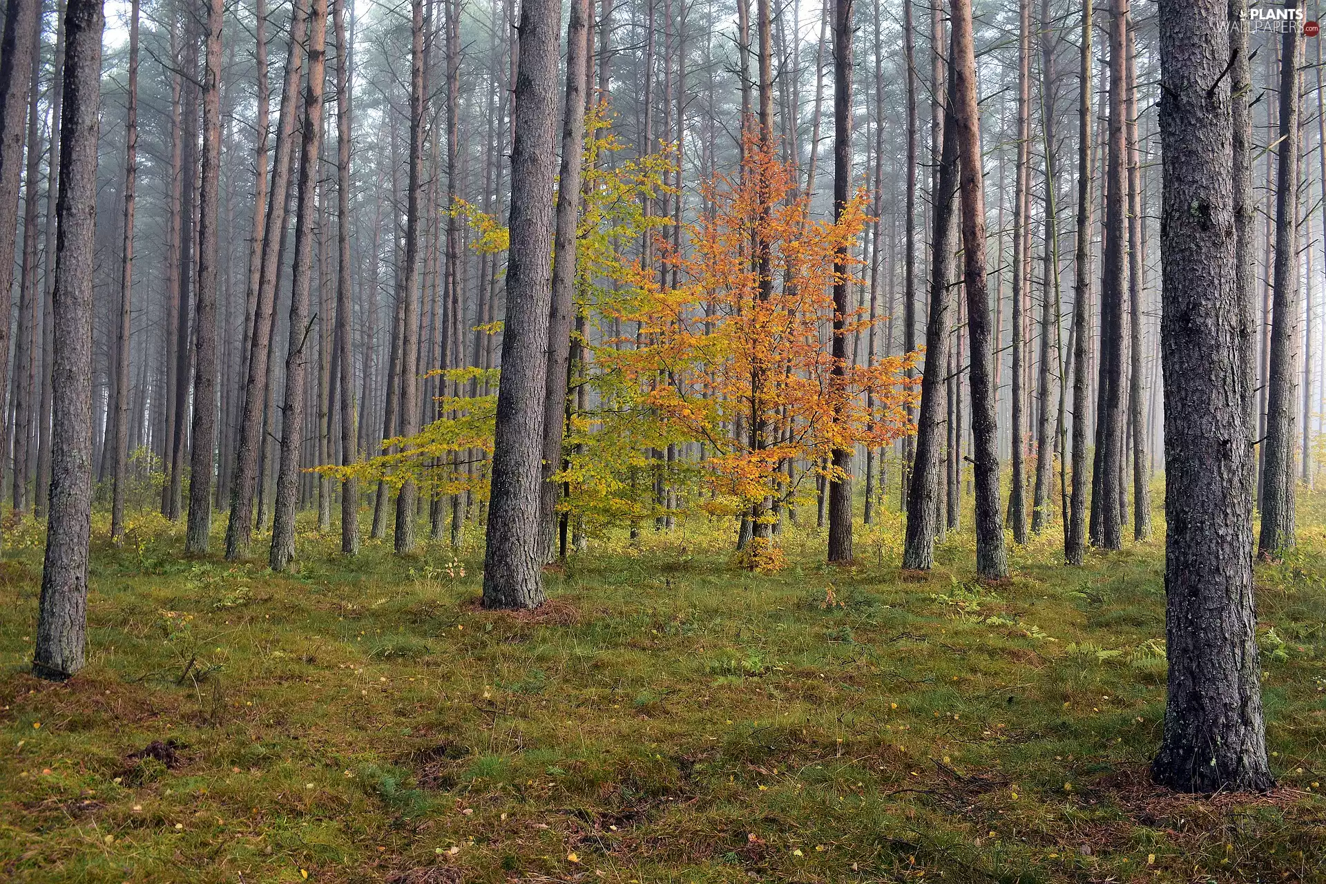 trees, viewes, forest, high, autumn