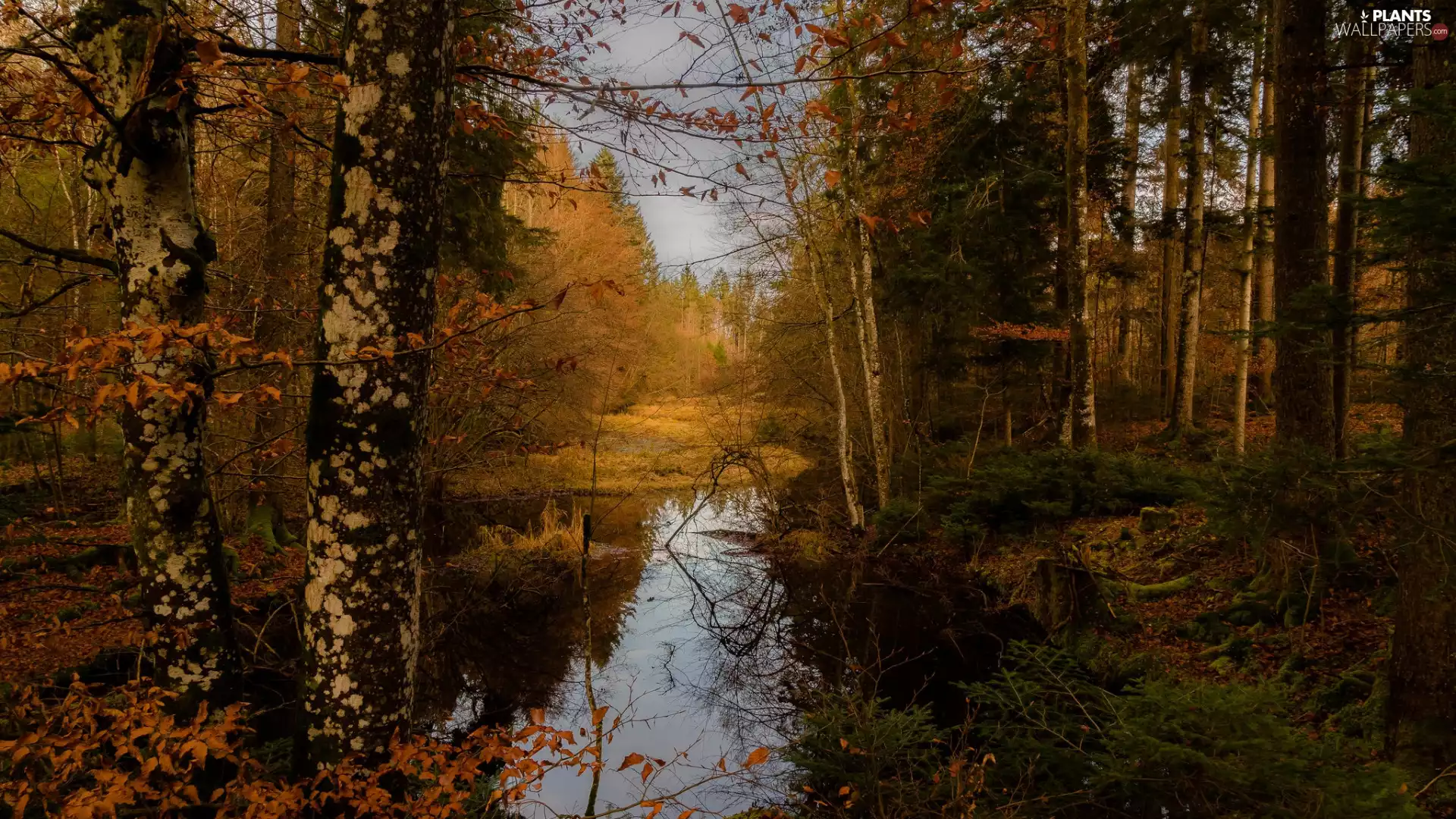 trees, viewes, forest, lake, autumn