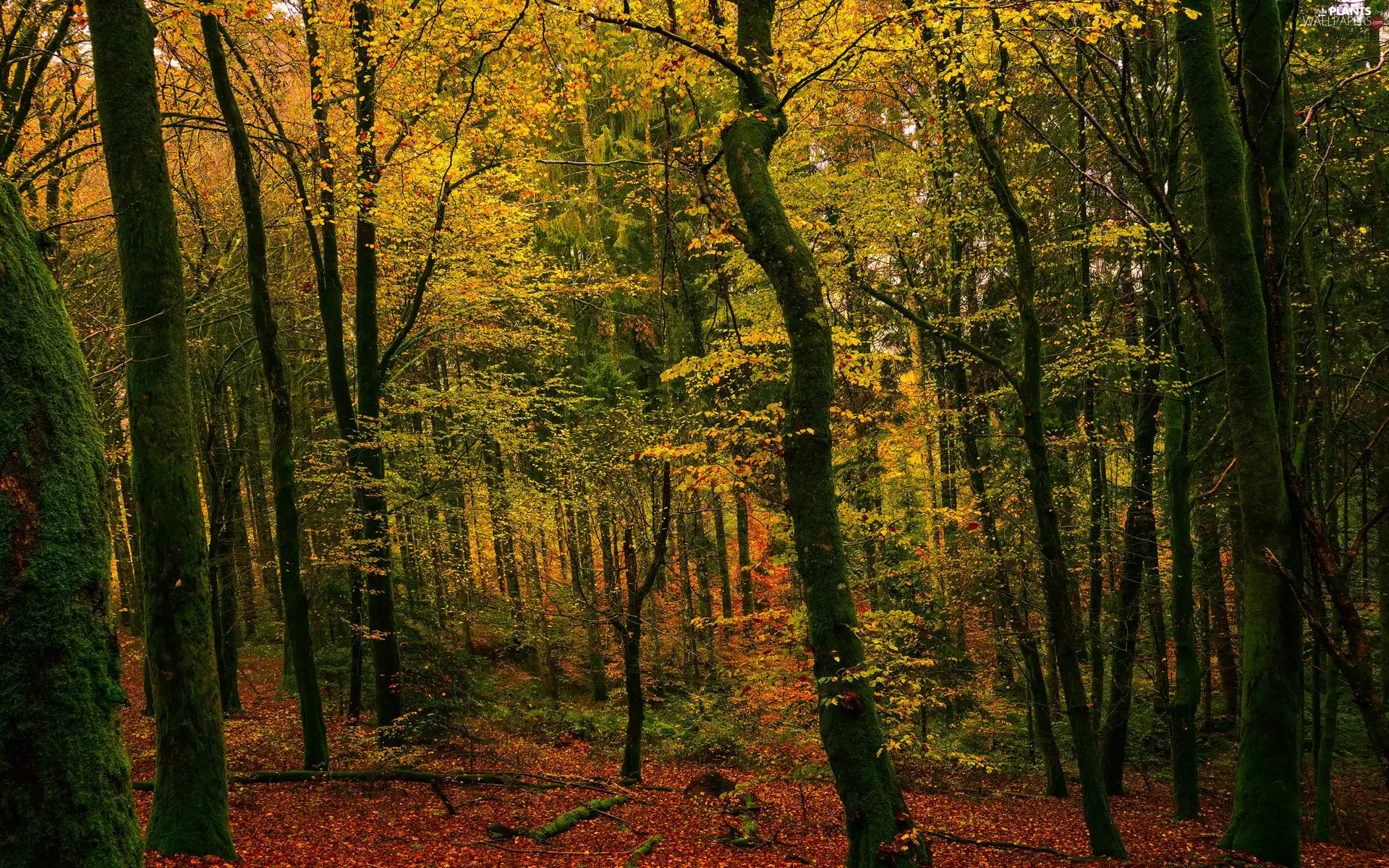 trees, viewes, forest, Yellowed, autumn
