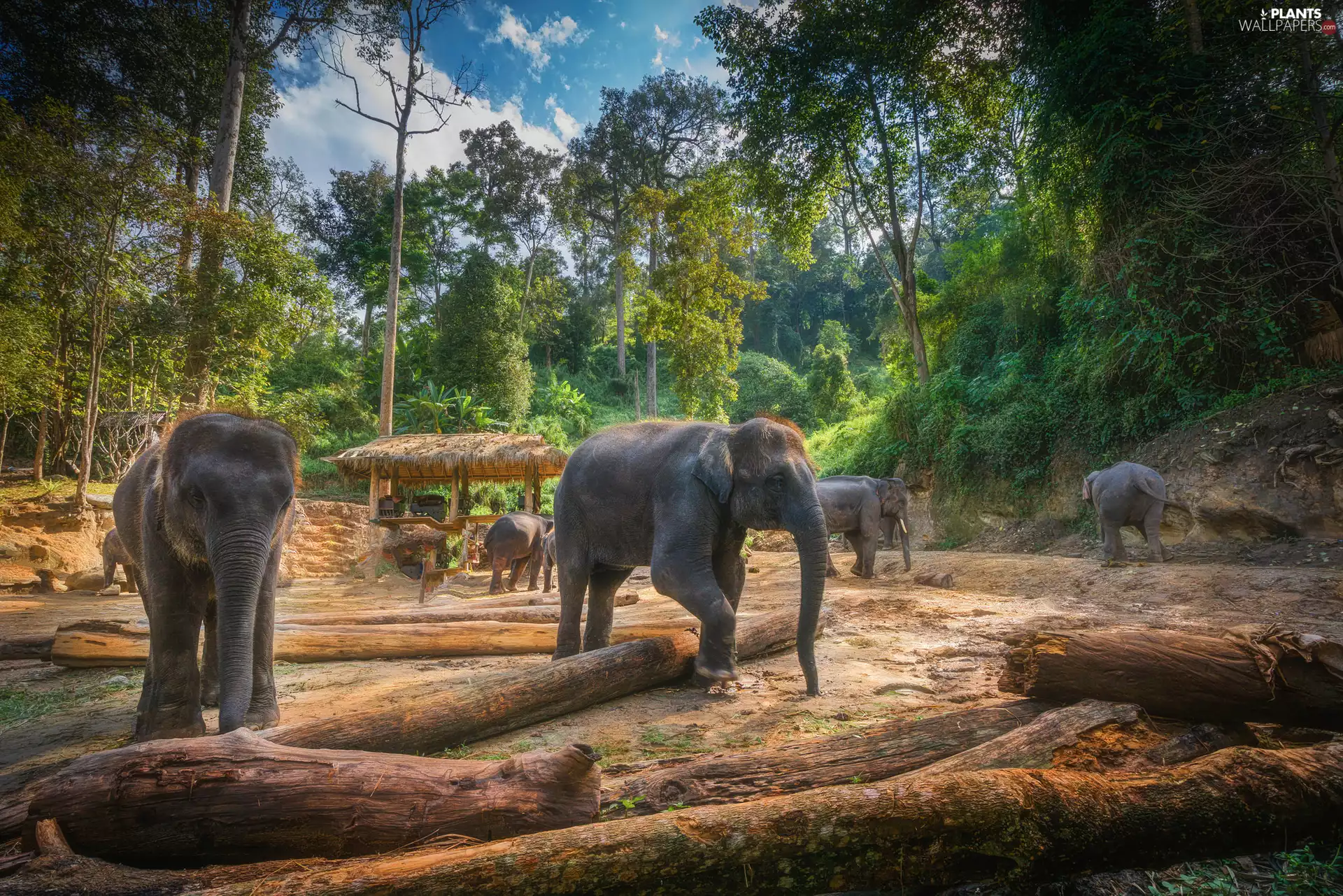 trees, viewes, forest, Logs, Elephants