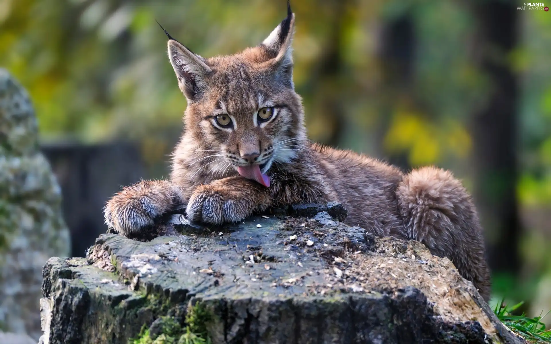 viewes, forest, trunk, trees, Lynx