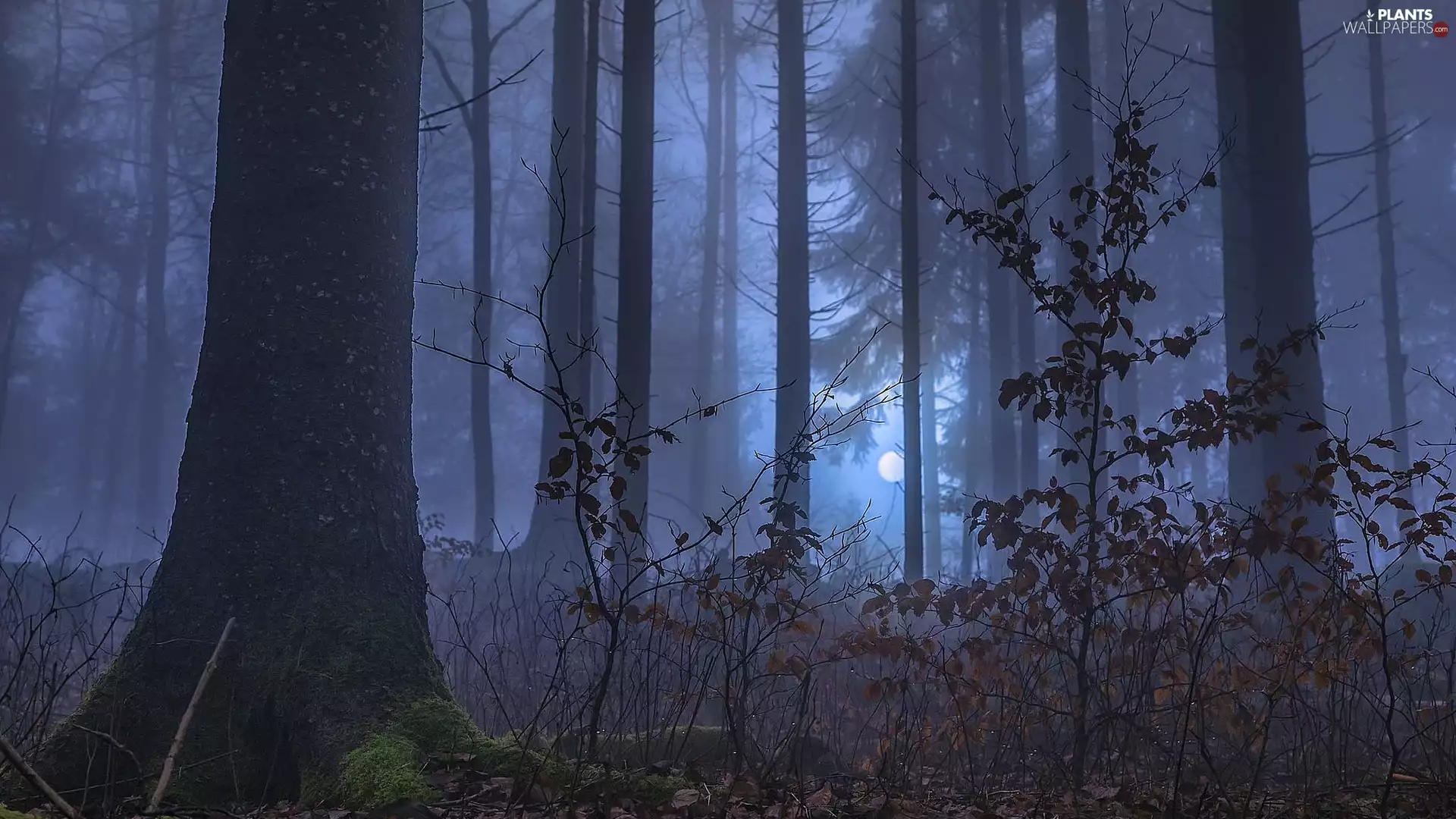 trees, viewes, forest, moon, Night