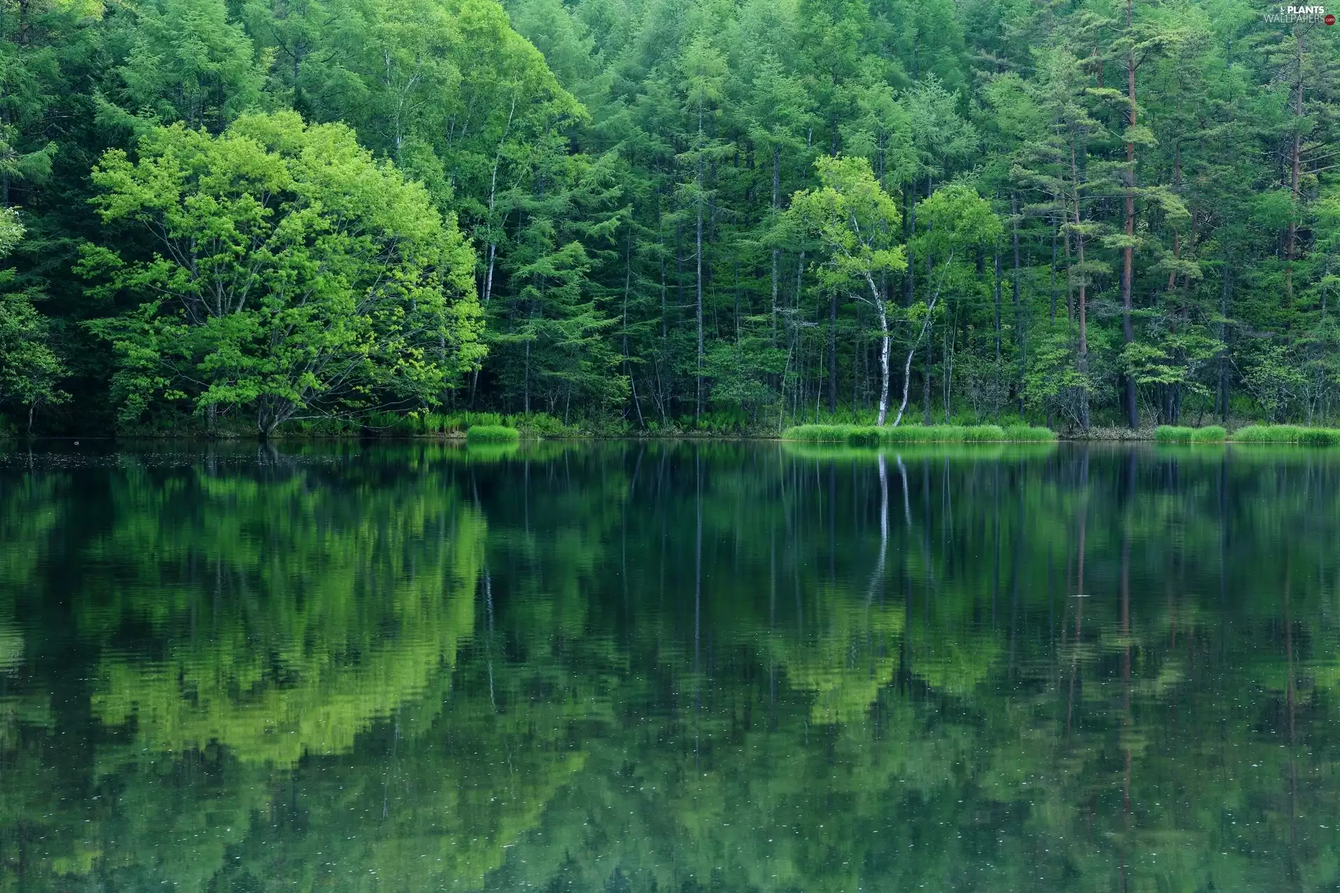 green ones, forest, viewes, reflection, trees, lake