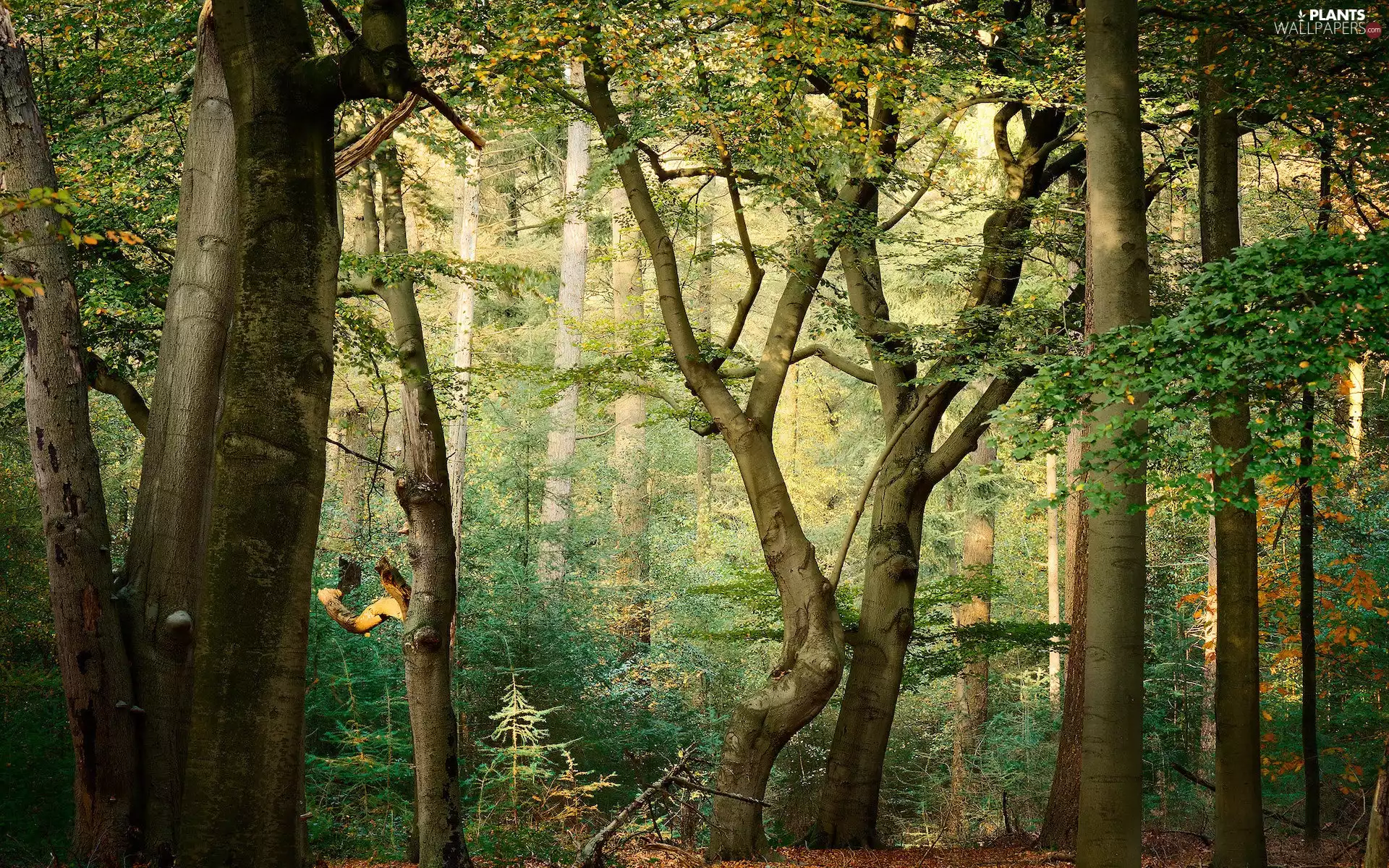 green ones, forest, viewes, Stems, trees, leaved