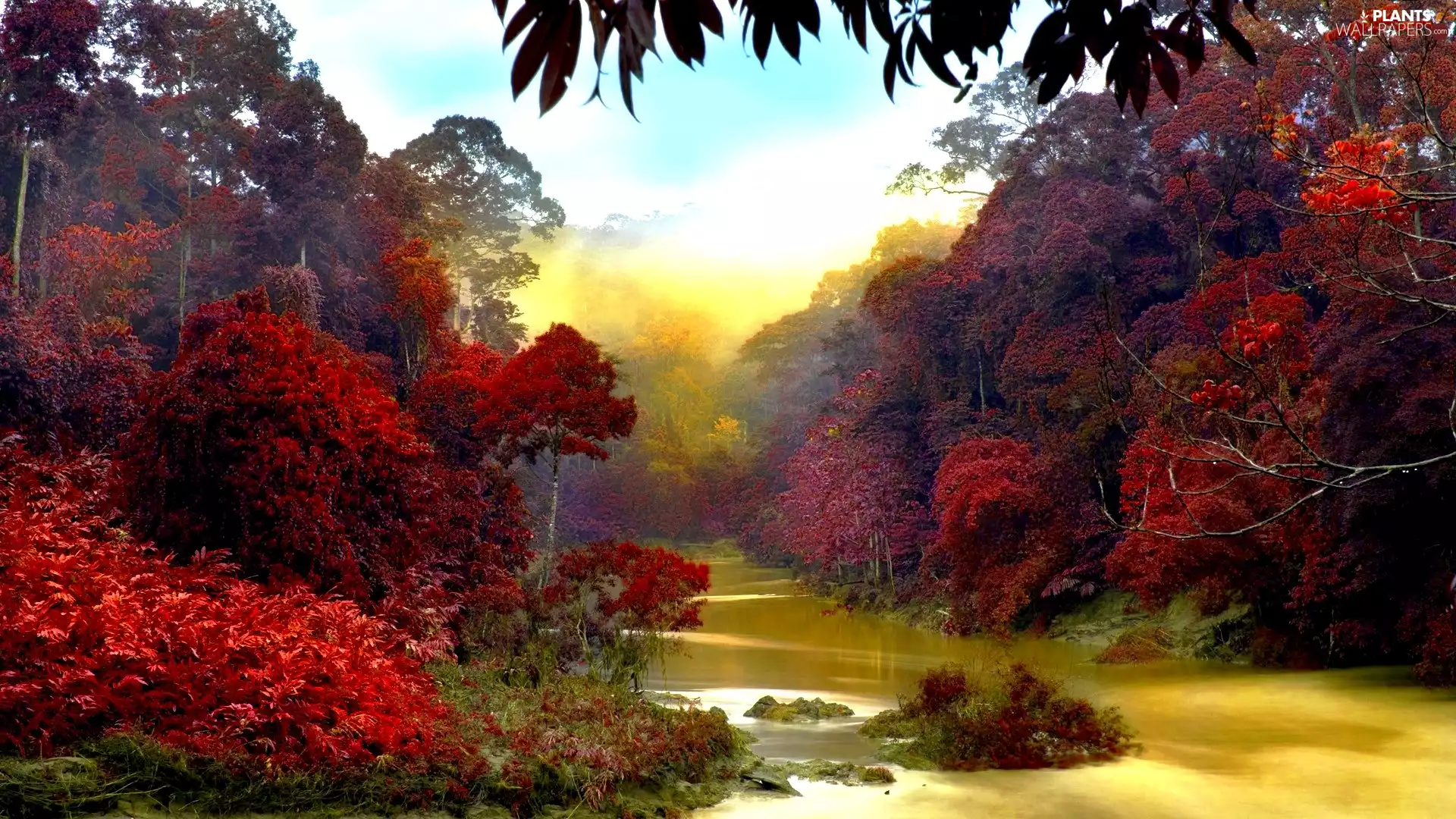 trees, viewes, forest, color, River