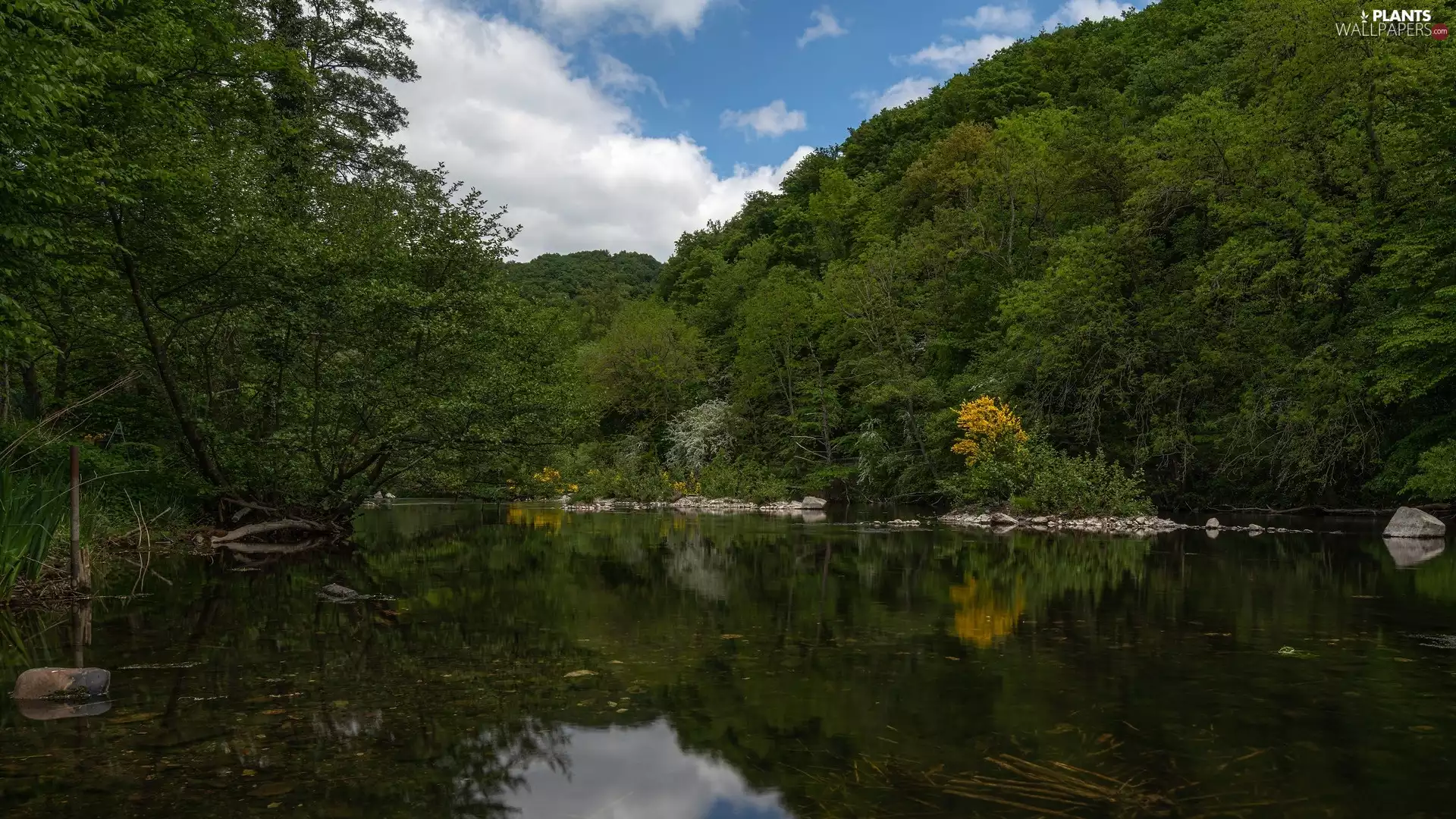 trees, viewes, forest, reflection, River