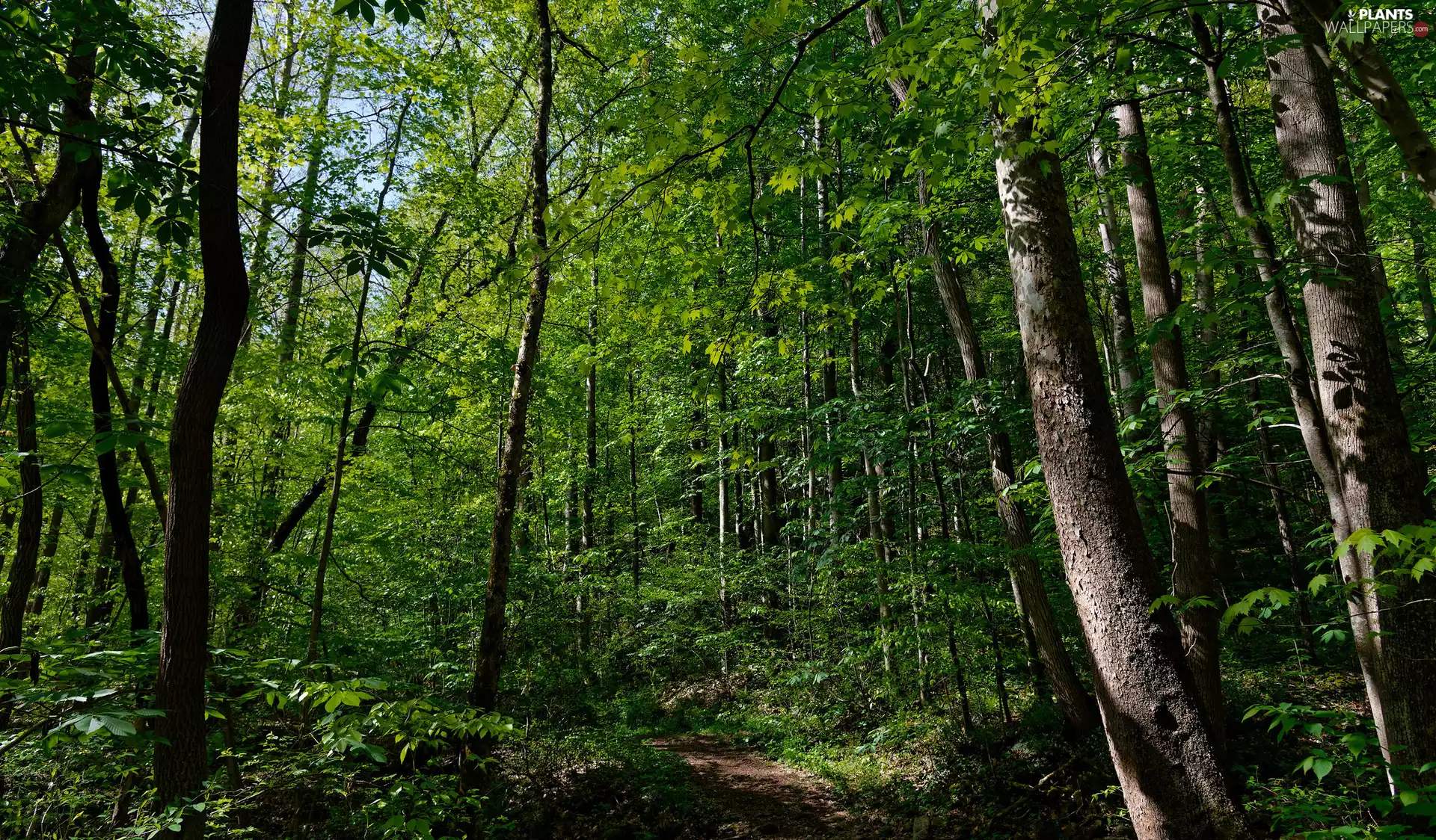 trees, viewes, forest, Way, summer