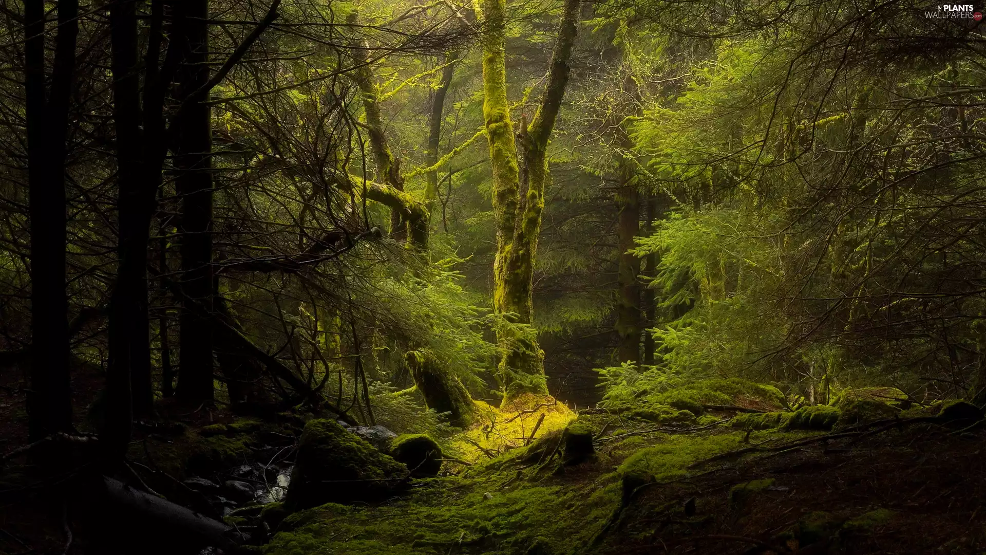 trees, viewes, forest, mossy, thick