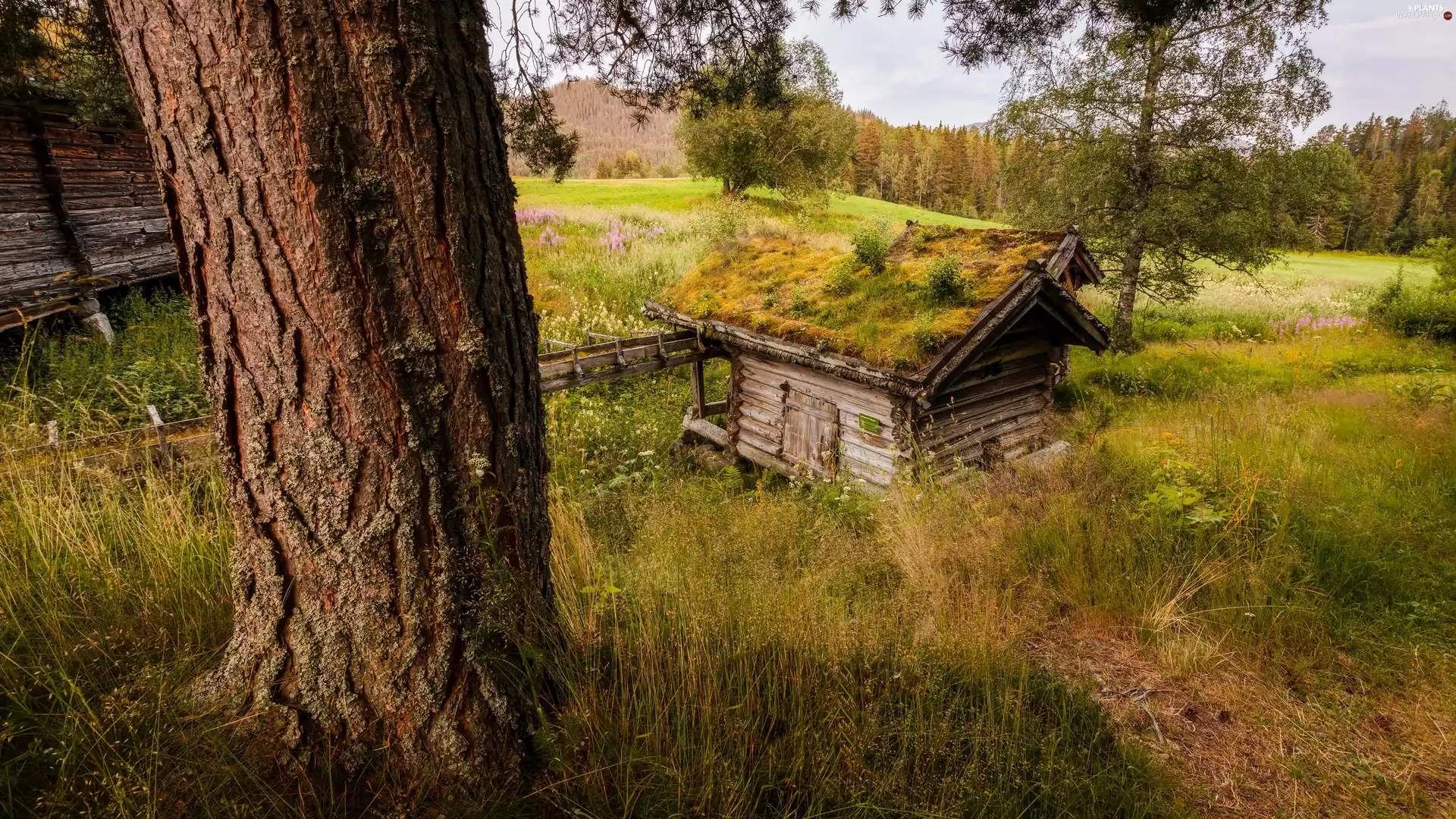 Two, trees, forest, viewes, Meadow, Sheds, autumn