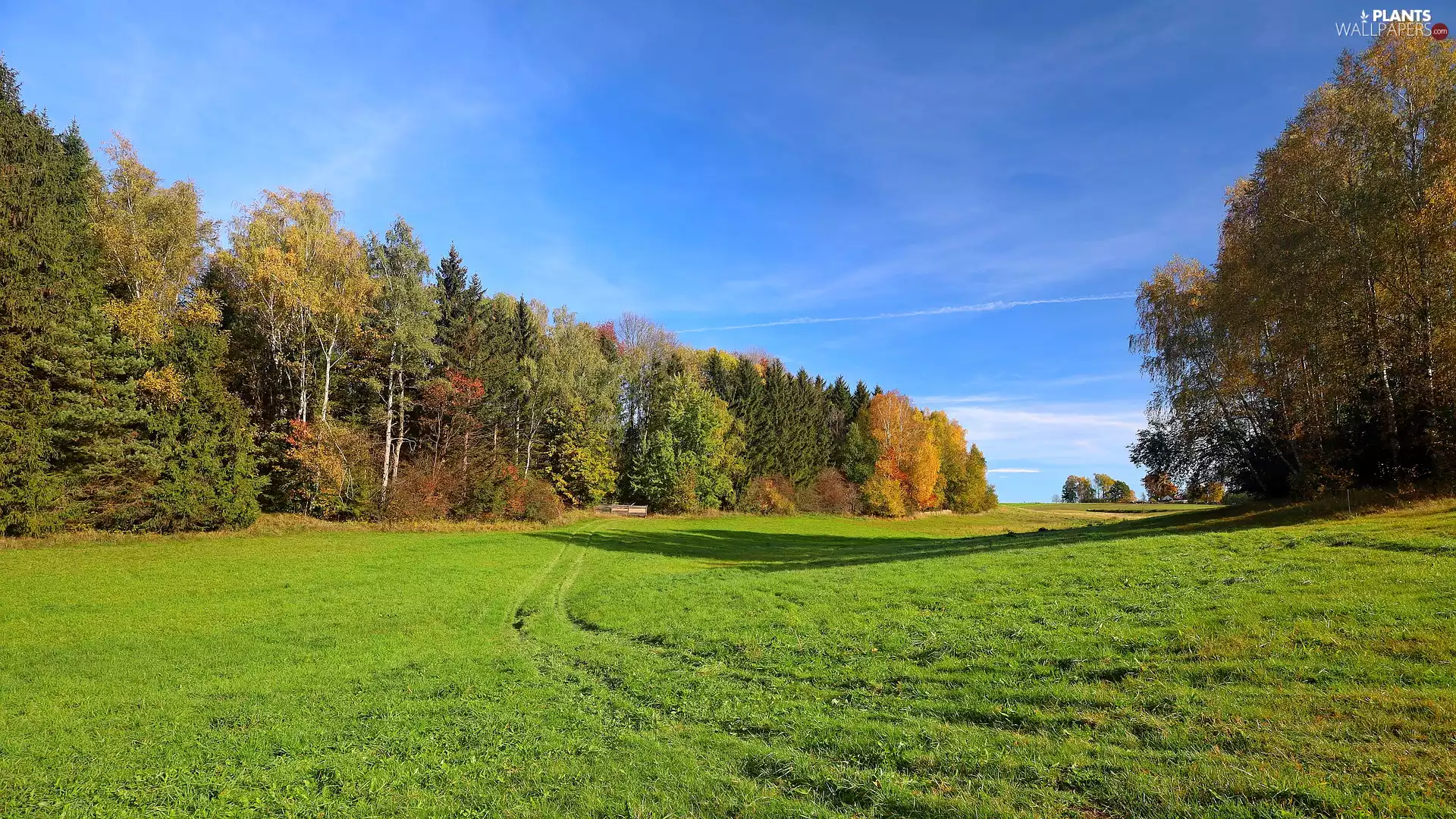 autumn, Meadow, trees, viewes, Path, forest