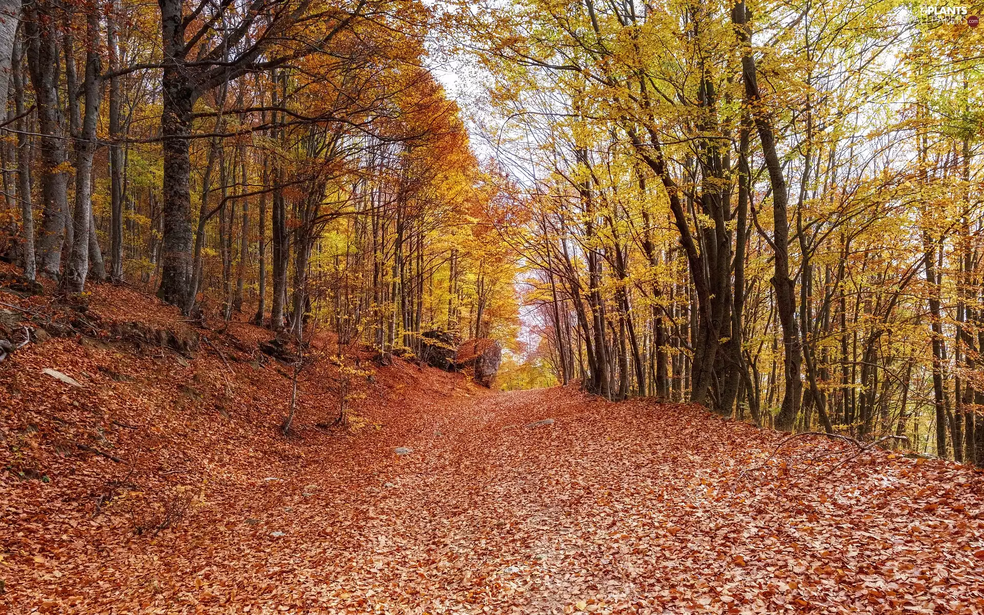 fallen, trees, forest, viewes, Way, Leaf, autumn