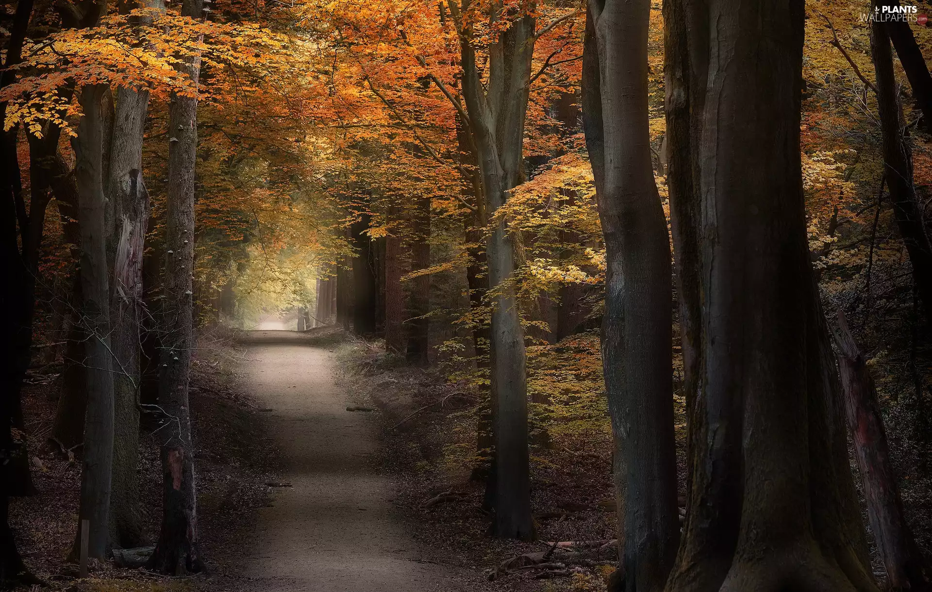 Yellowed, trees, forest, viewes, Way, Leaf, autumn