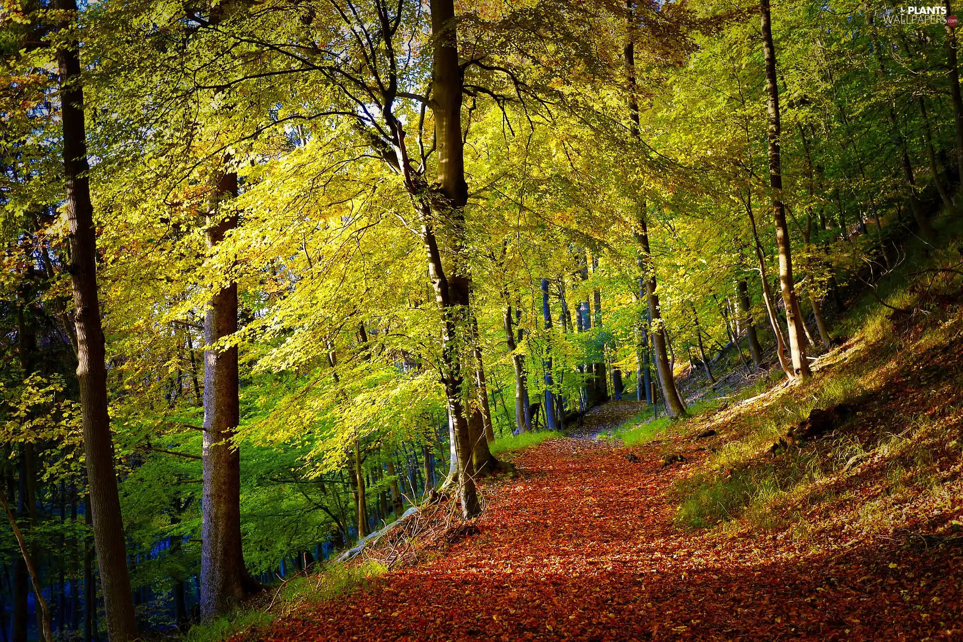 fallen, Path, trees, viewes, Leaf, forest