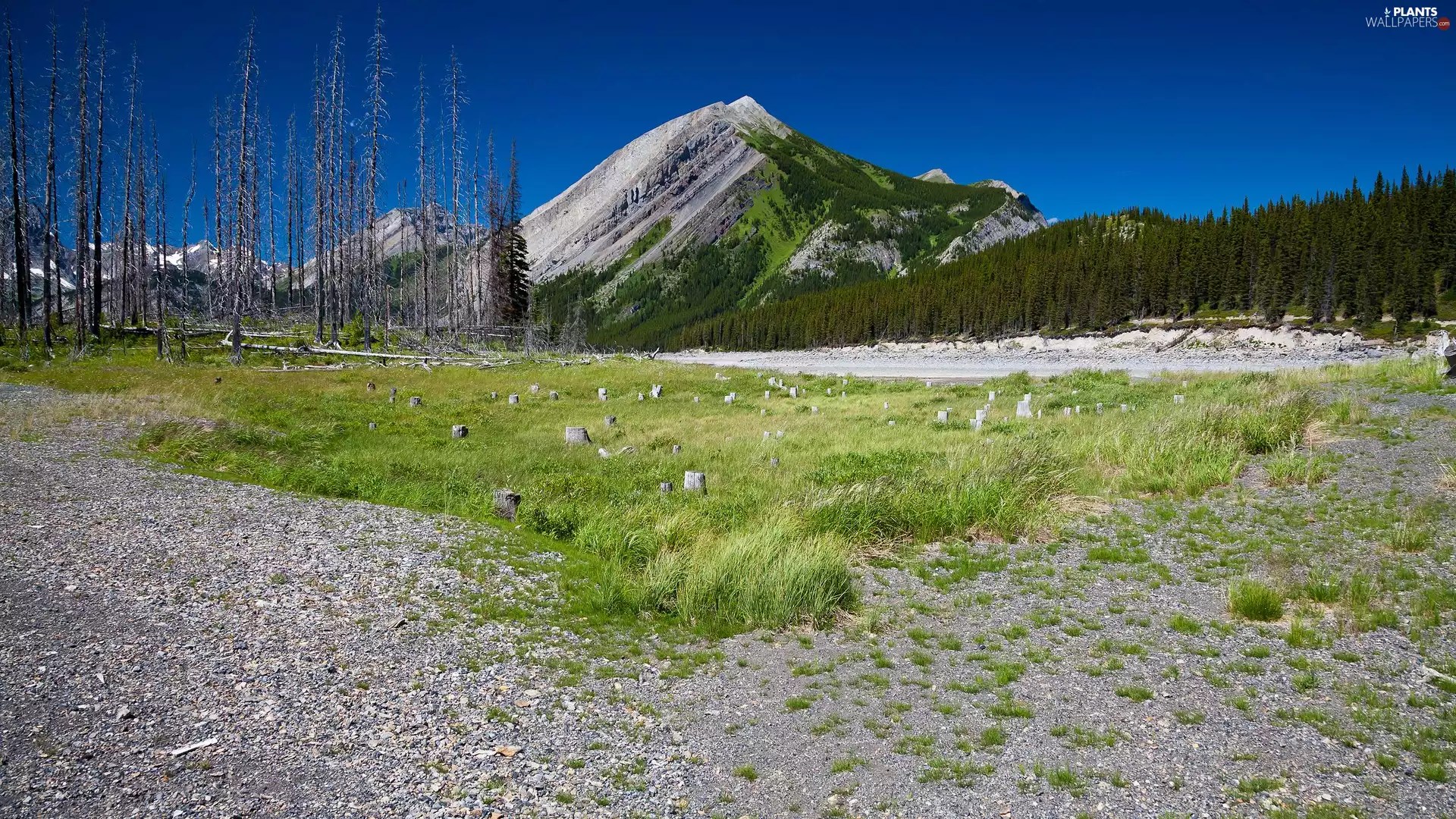 grass, mountains, trees, viewes, dry, forest