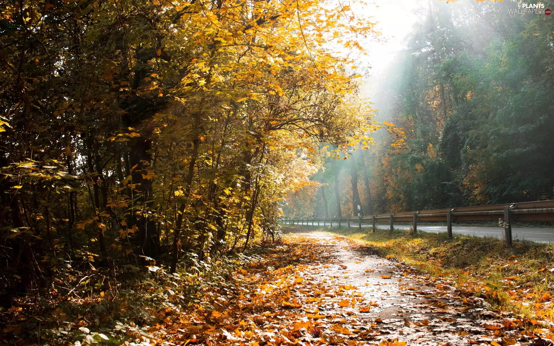 Leaf, Way, trees, viewes, autumn, forest