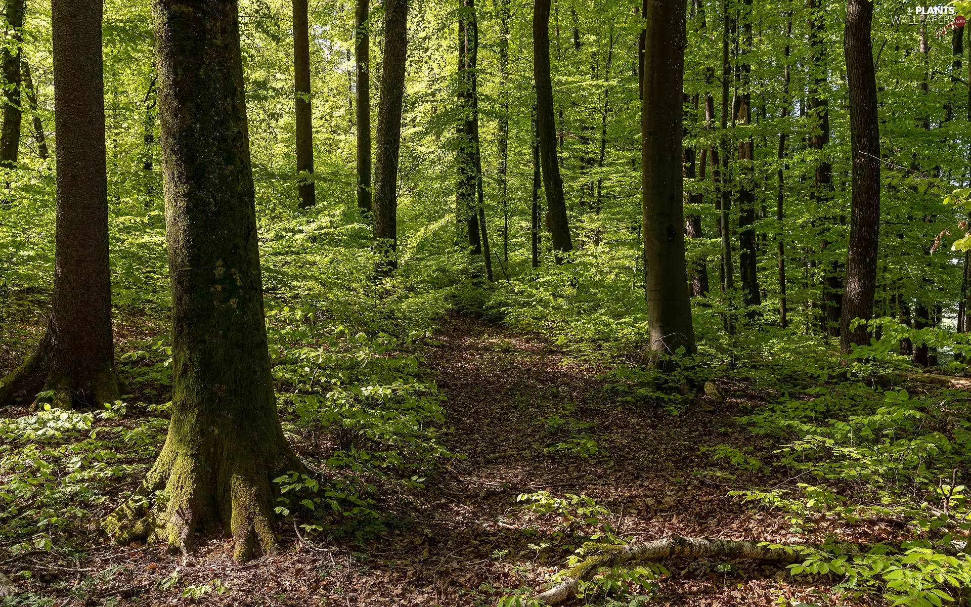 Path, summer, trees, viewes, Plants, forest