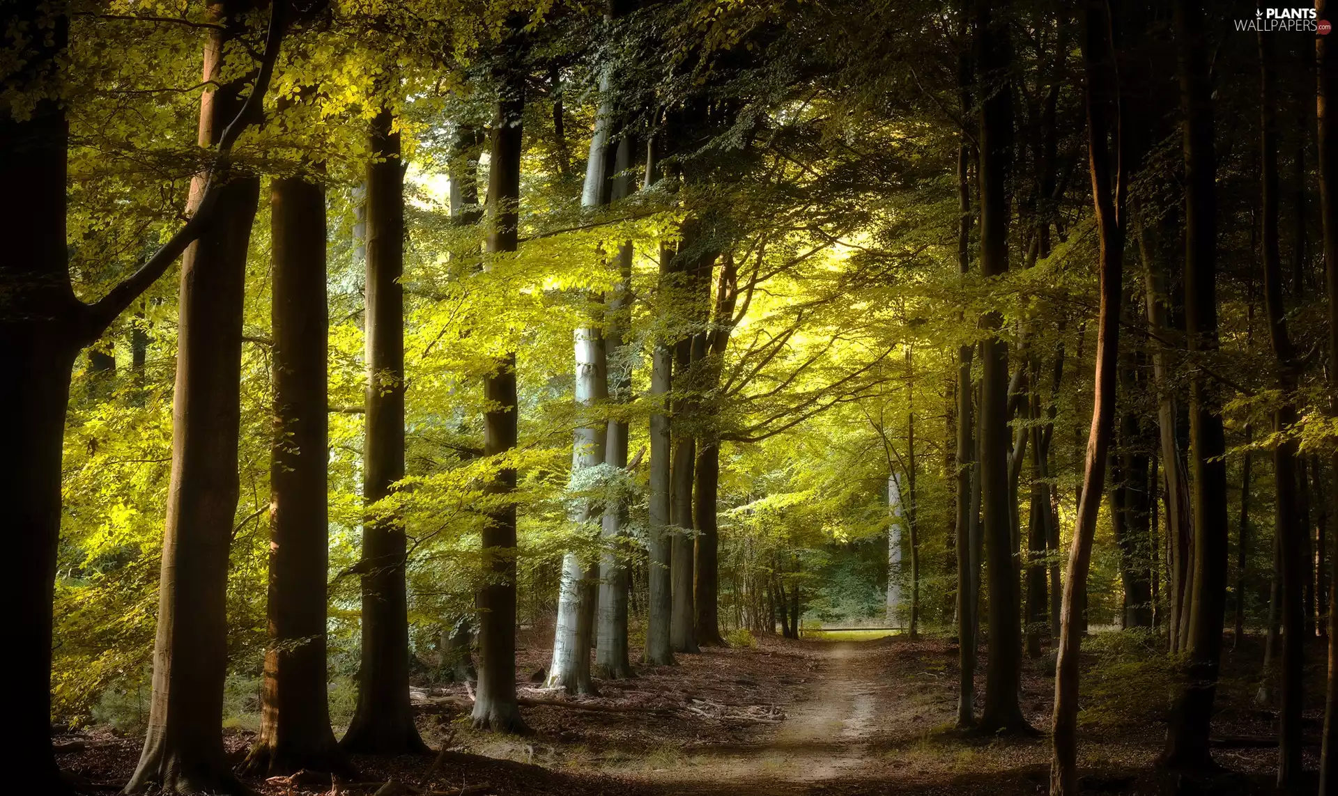 Path, Green, trees, viewes, Way, forest