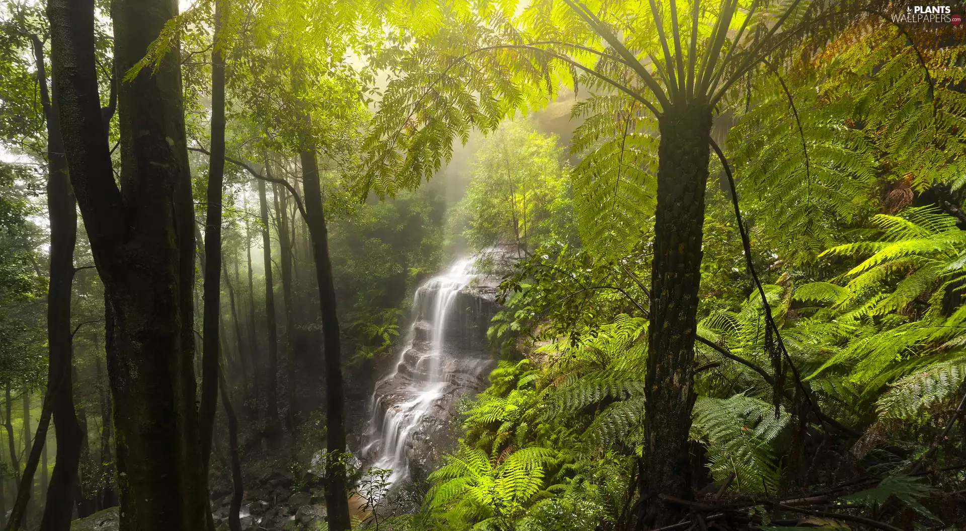 Plants, waterfall, trees, viewes, Fern, forest