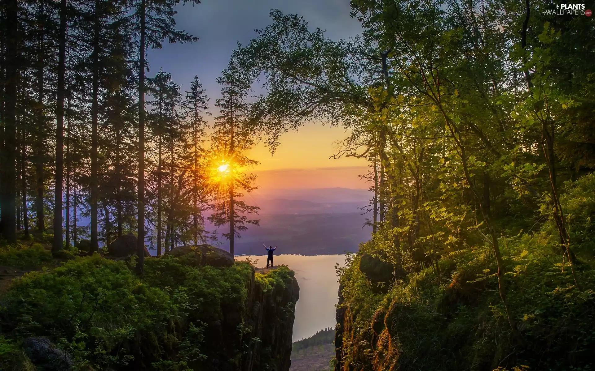 rays, Norway, trees, viewes, sun, forest