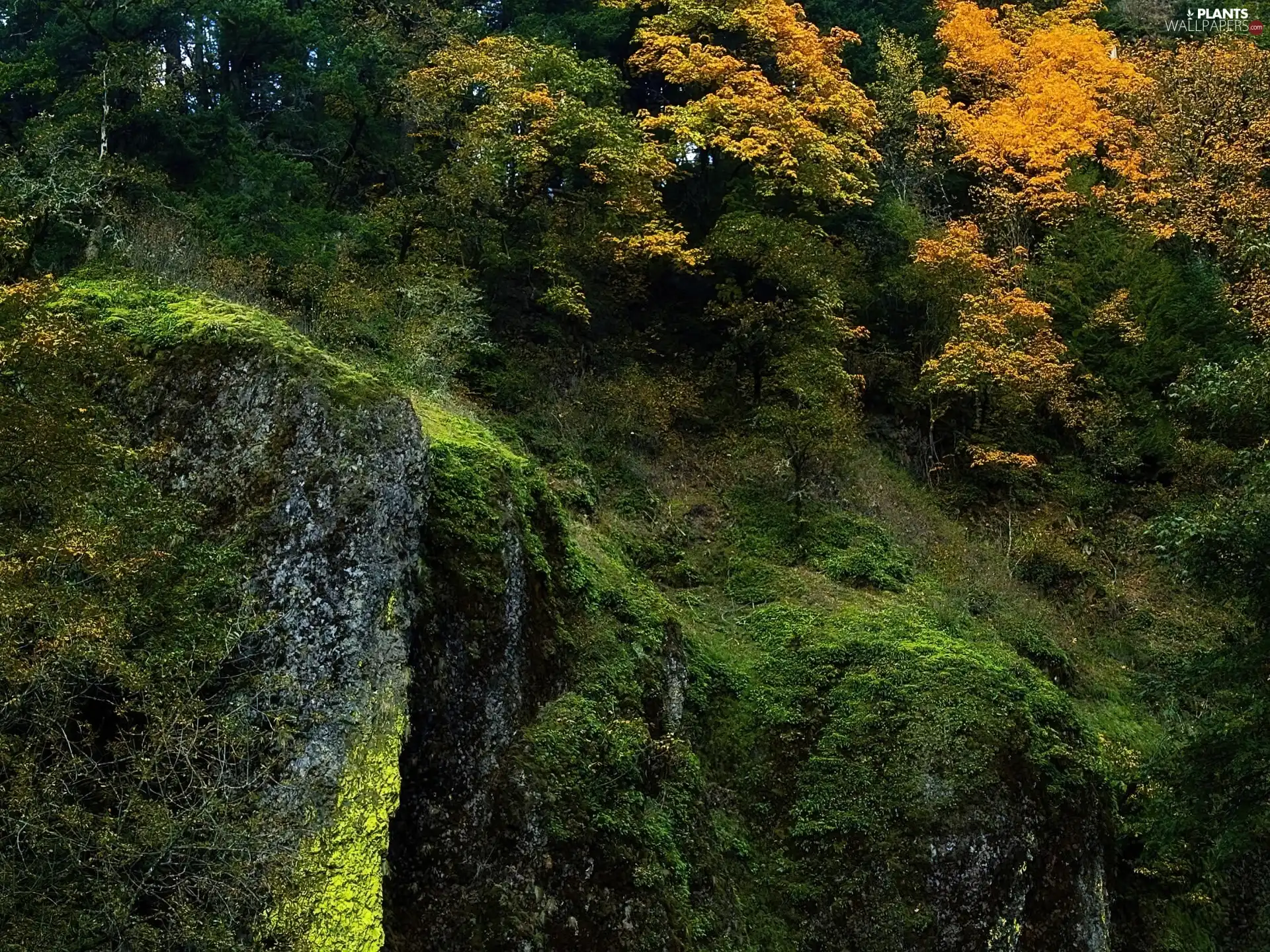 forest, trees, viewes, scarp