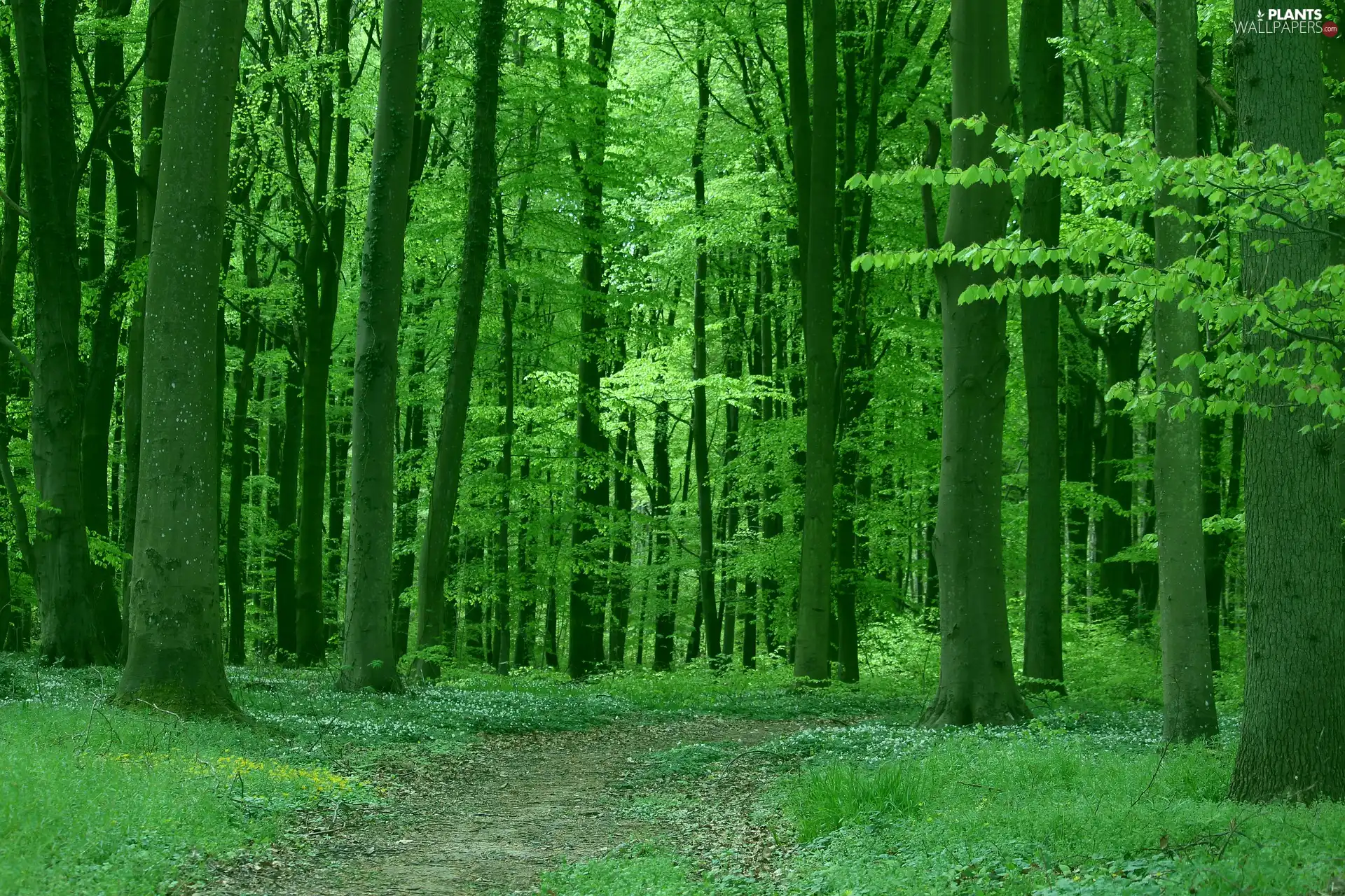 Spring, Green, trees, viewes, Path, forest