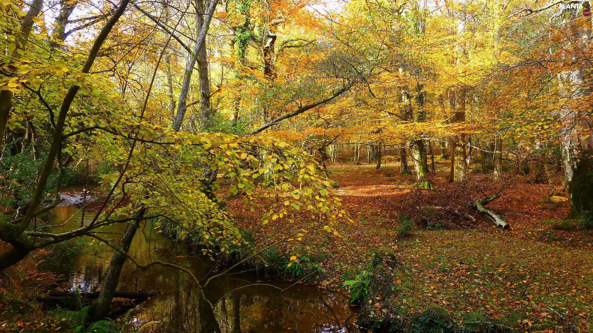 stream, autumn, trees, viewes, River, forest