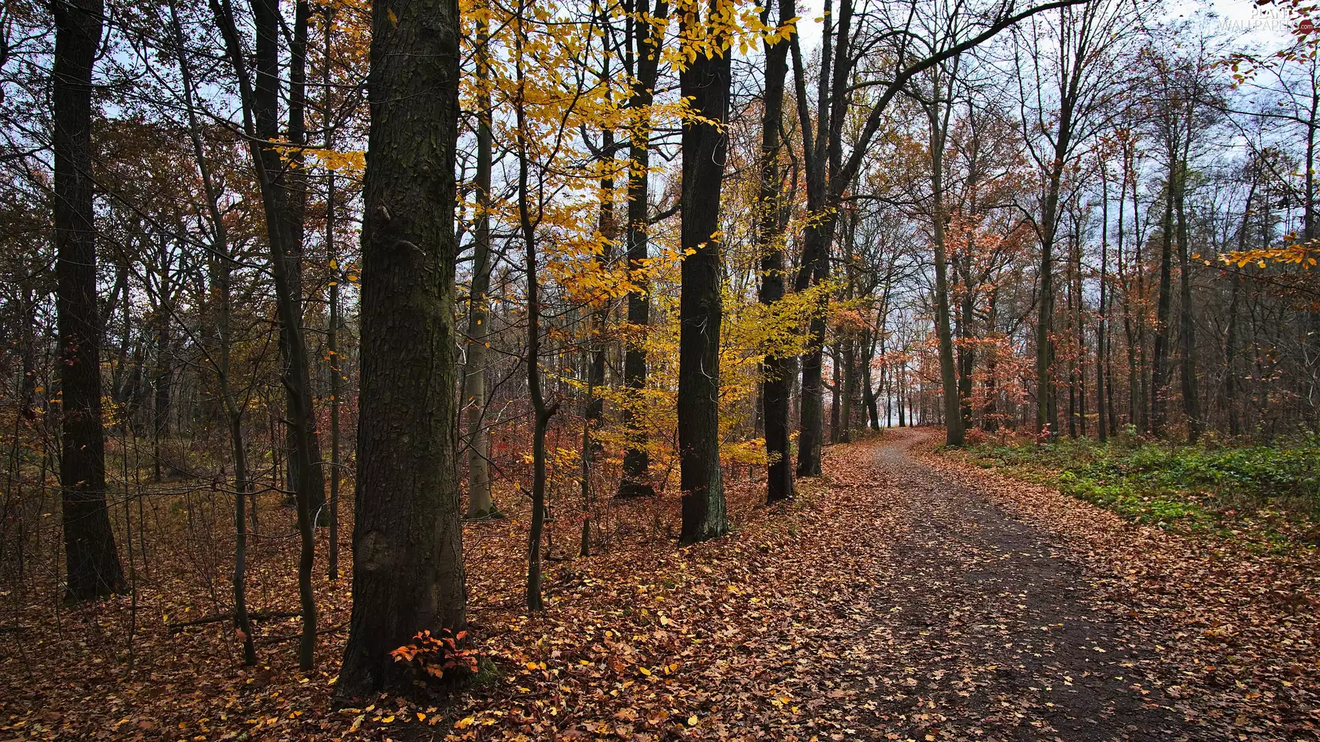 Way, autumn, trees, viewes, Leaf, forest