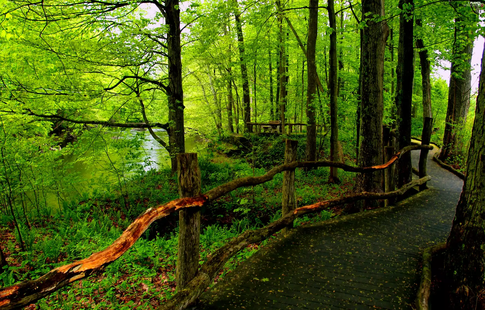 Way, River, trees, viewes, Leaf, forest