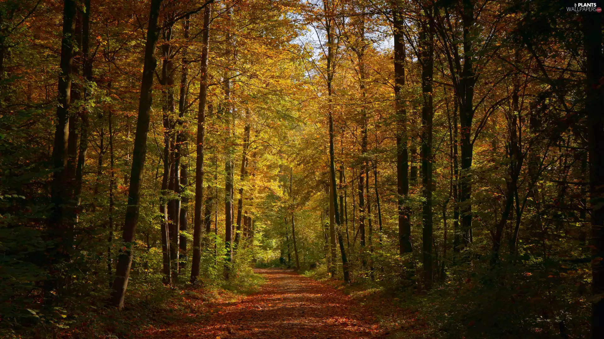 Way, autumn, trees, viewes, Path, forest