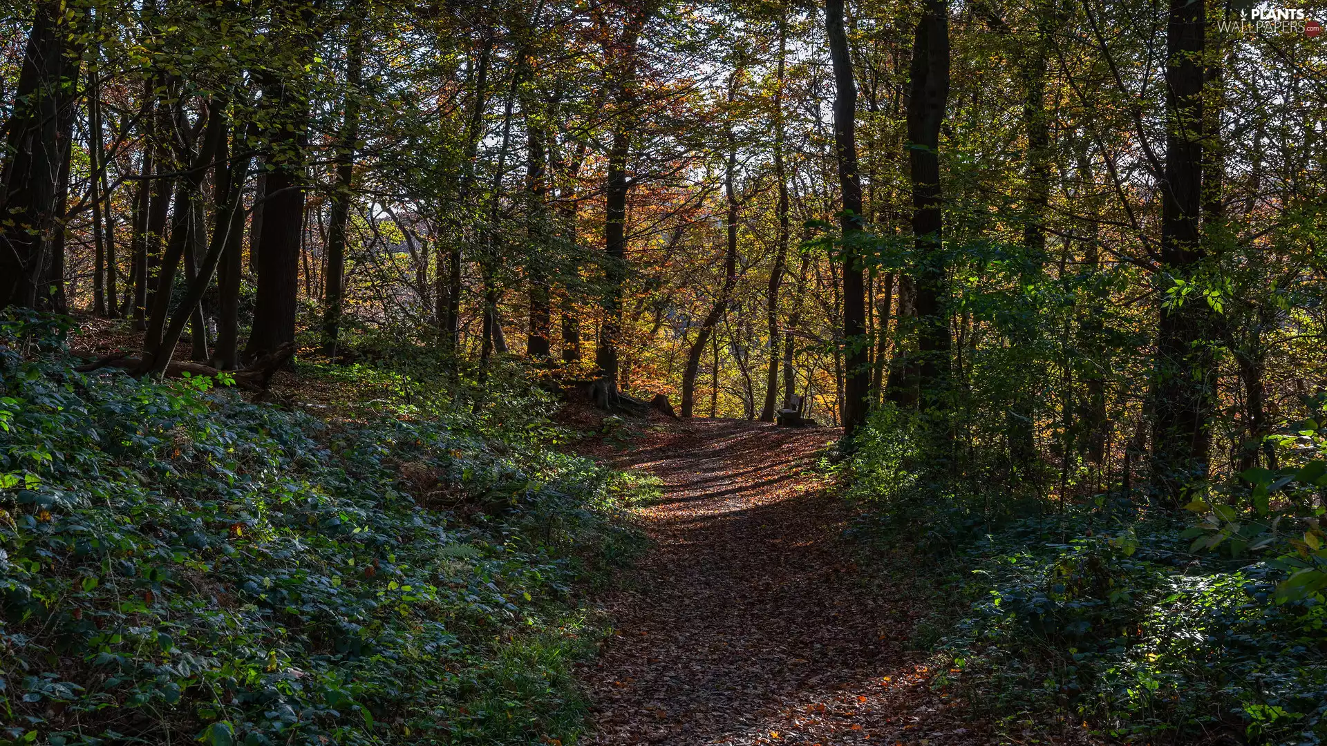 Way, summer, trees, viewes, Plants, forest
