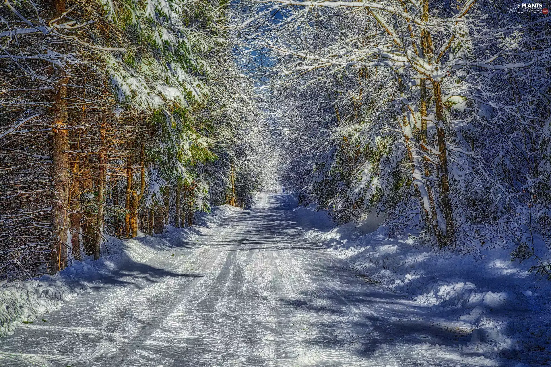 Way, winter, trees, viewes, snow, forest