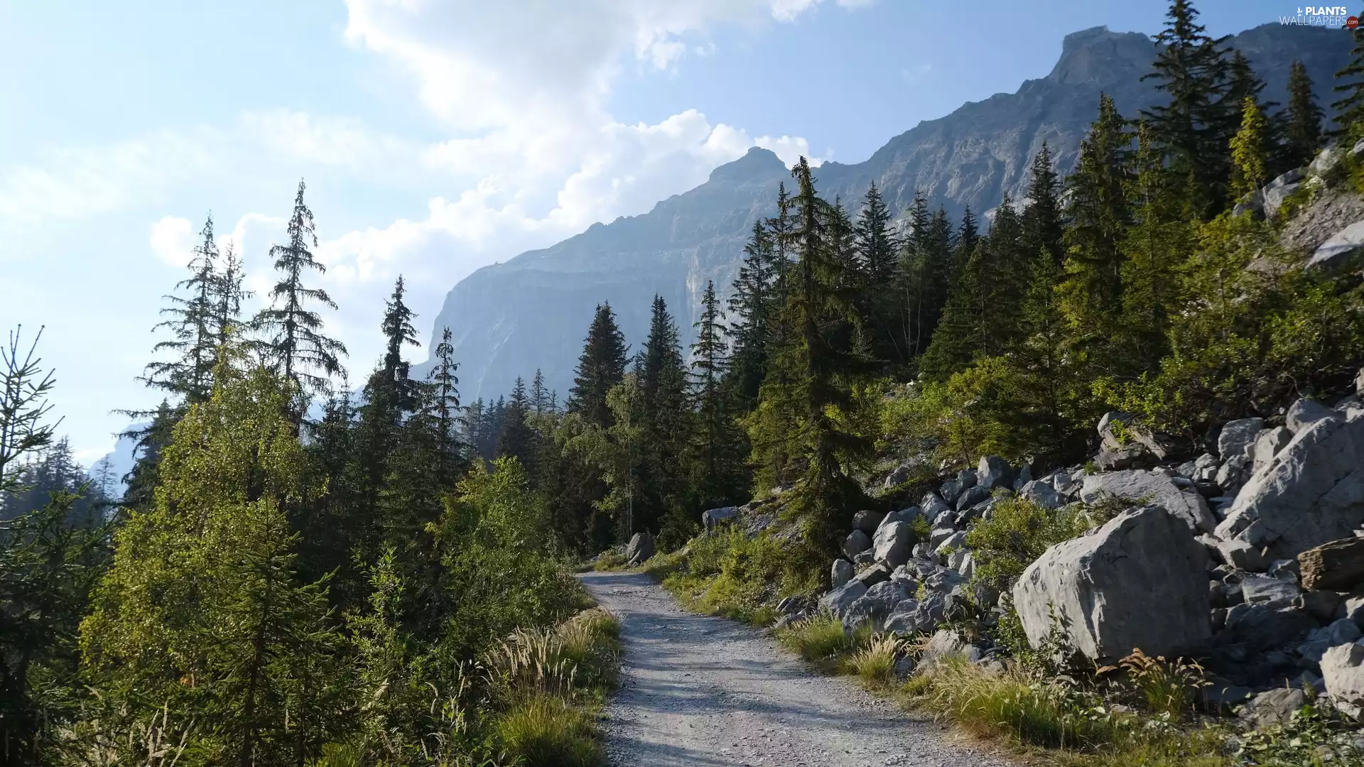 Way, Mountains, trees, viewes, Stones, forest