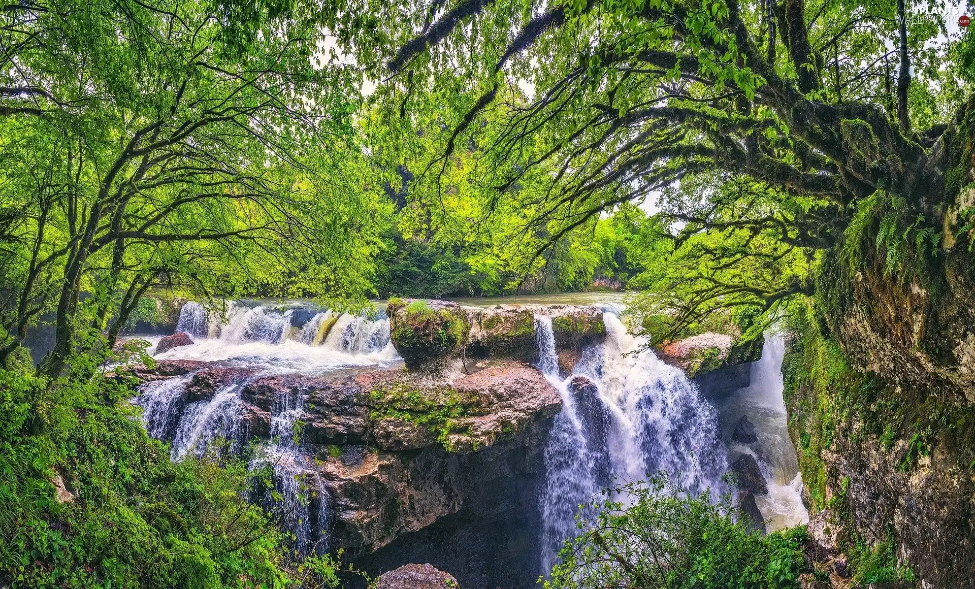 trees, viewes, forest, rocks, waterfall