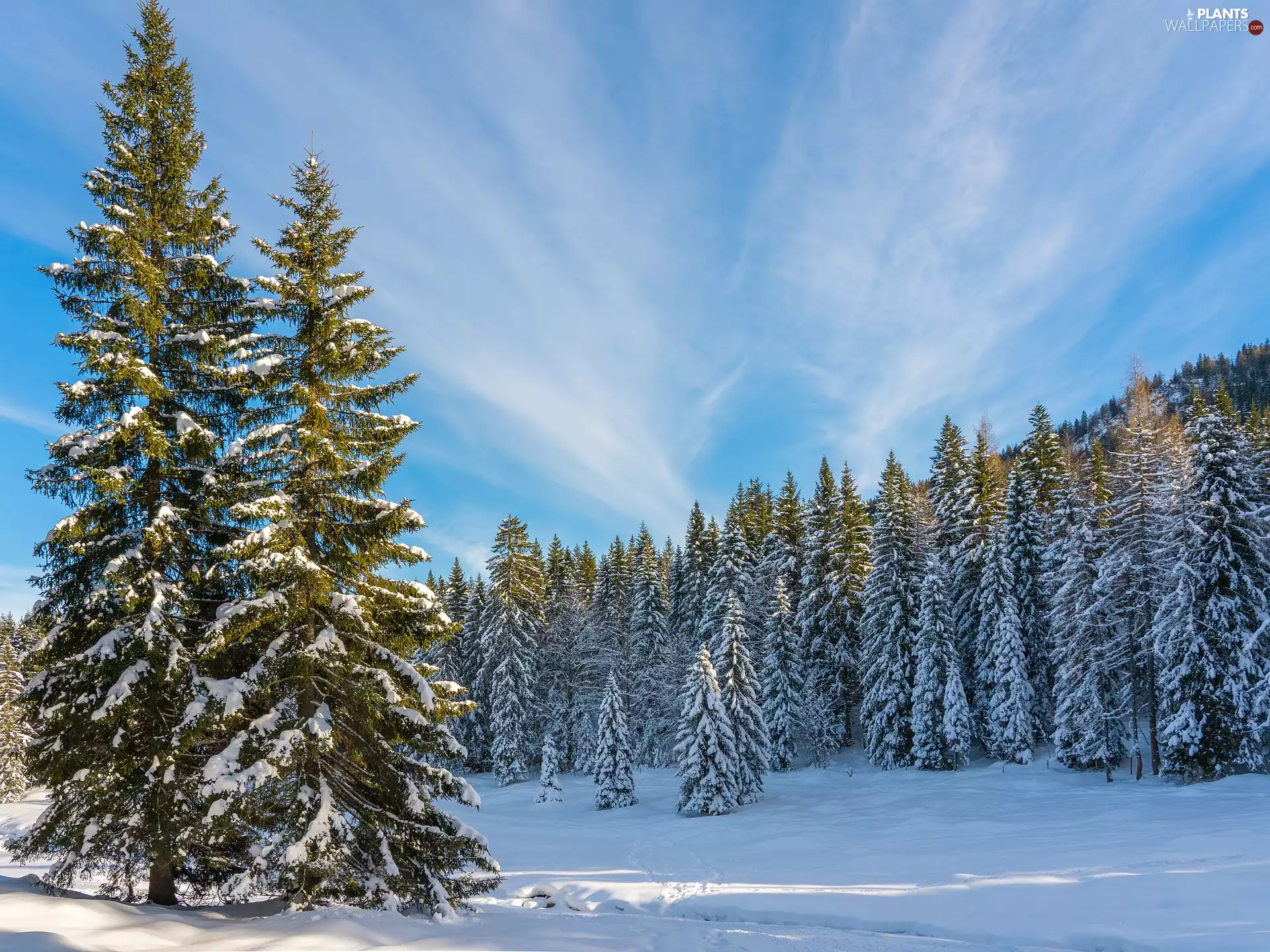 trees, viewes, forest, Fir, winter