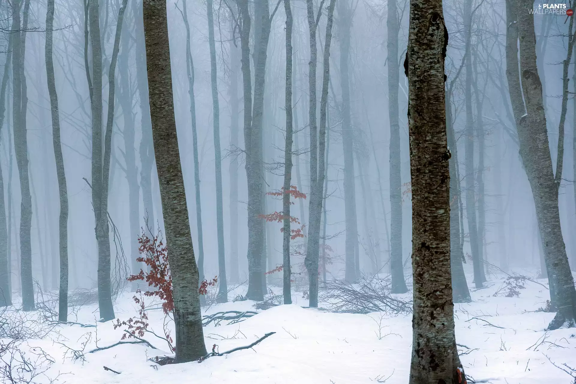 trees, viewes, forest, Fog, winter