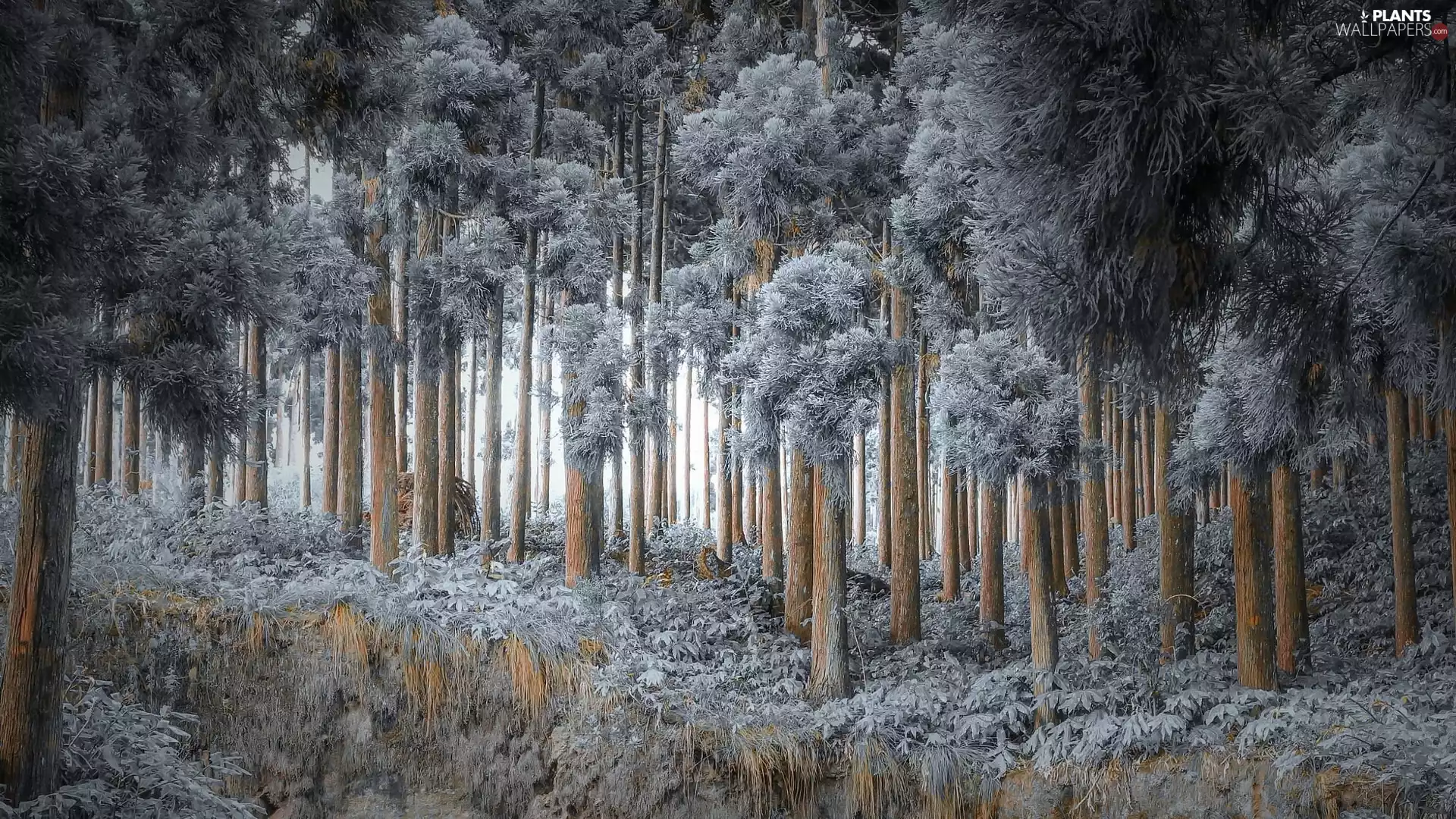 trees, viewes, forest, frosty, winter