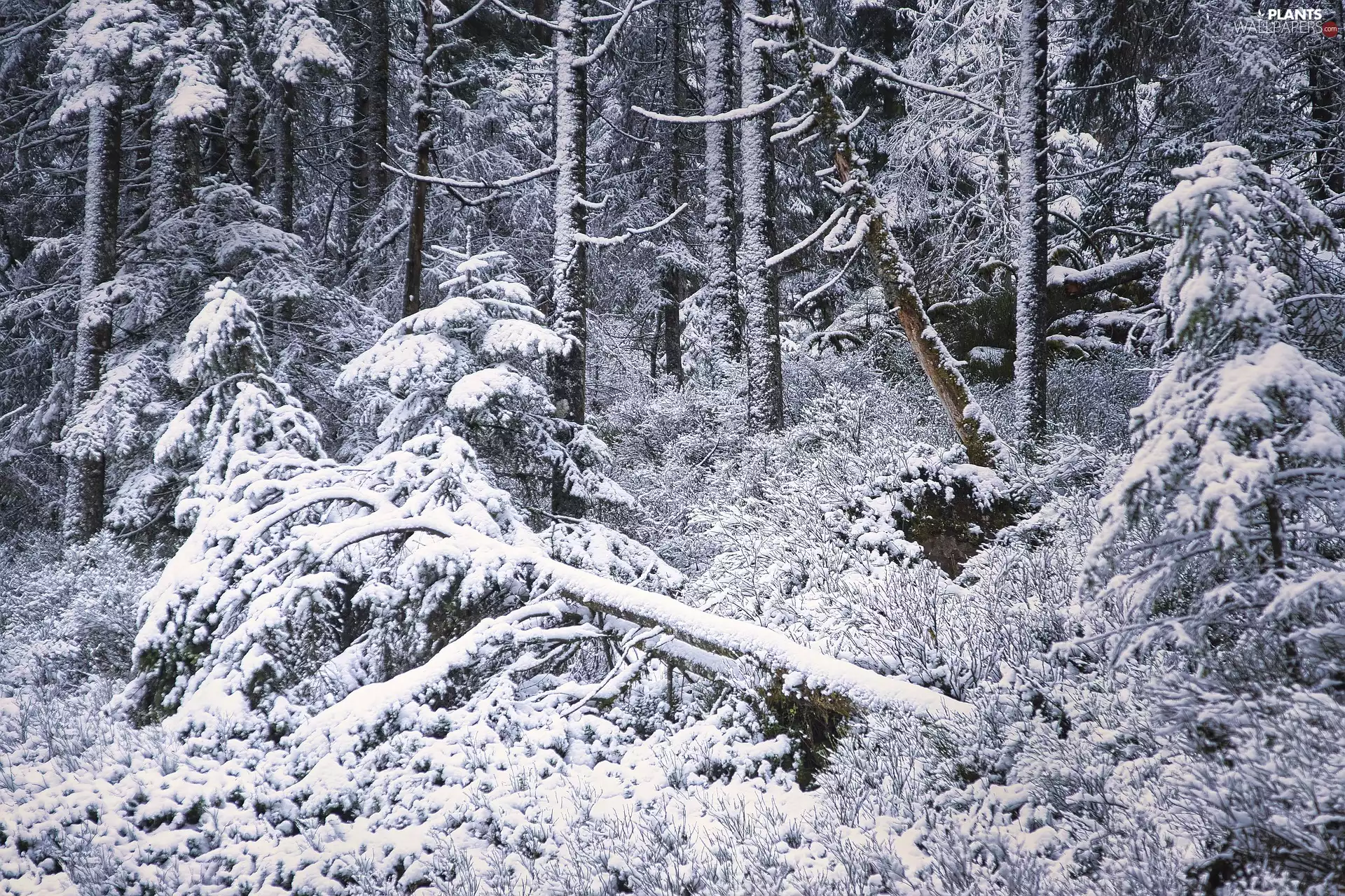 trees, viewes, forest, overturned, winter