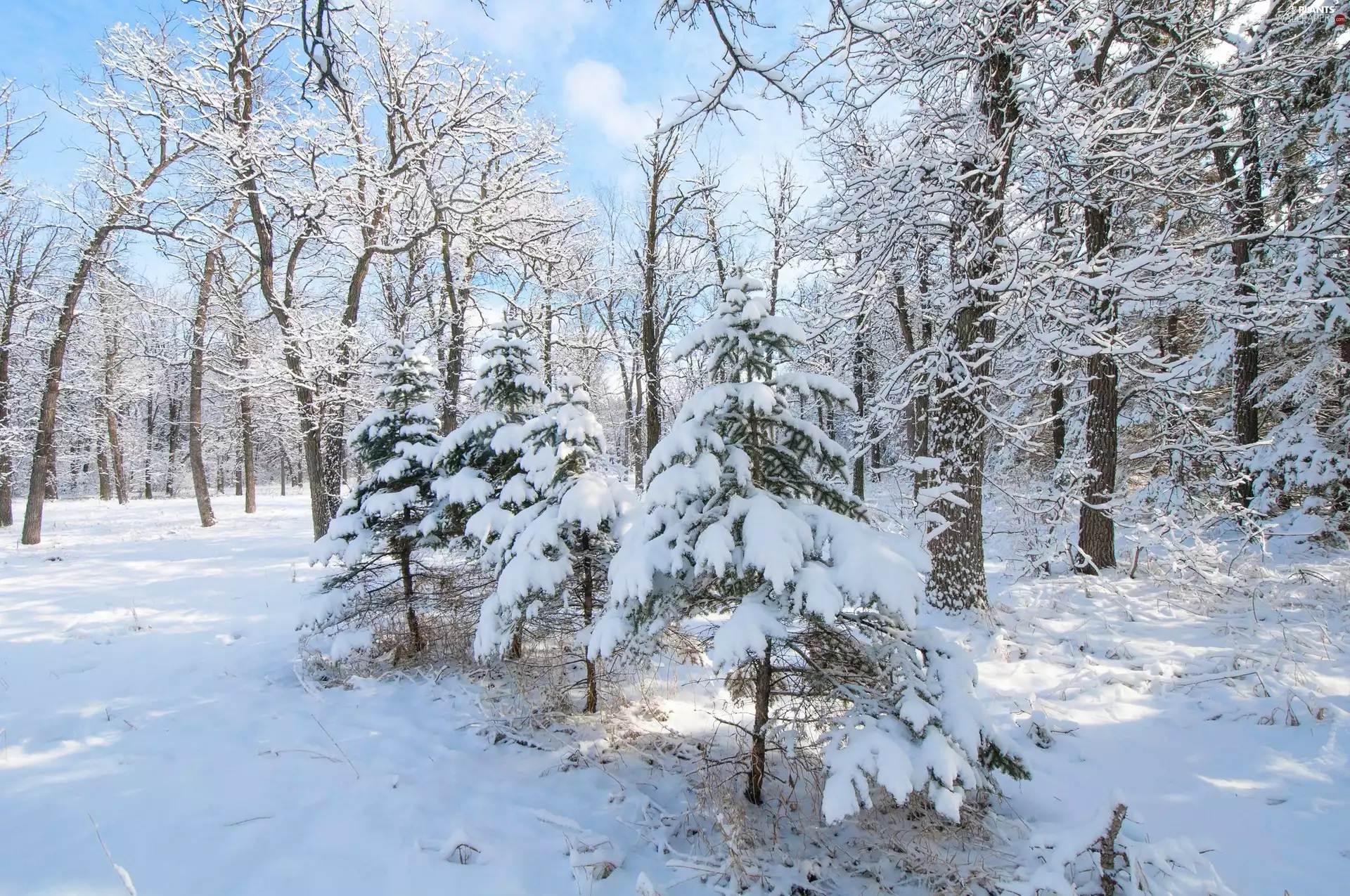 trees, viewes, forest, sprinkled, winter