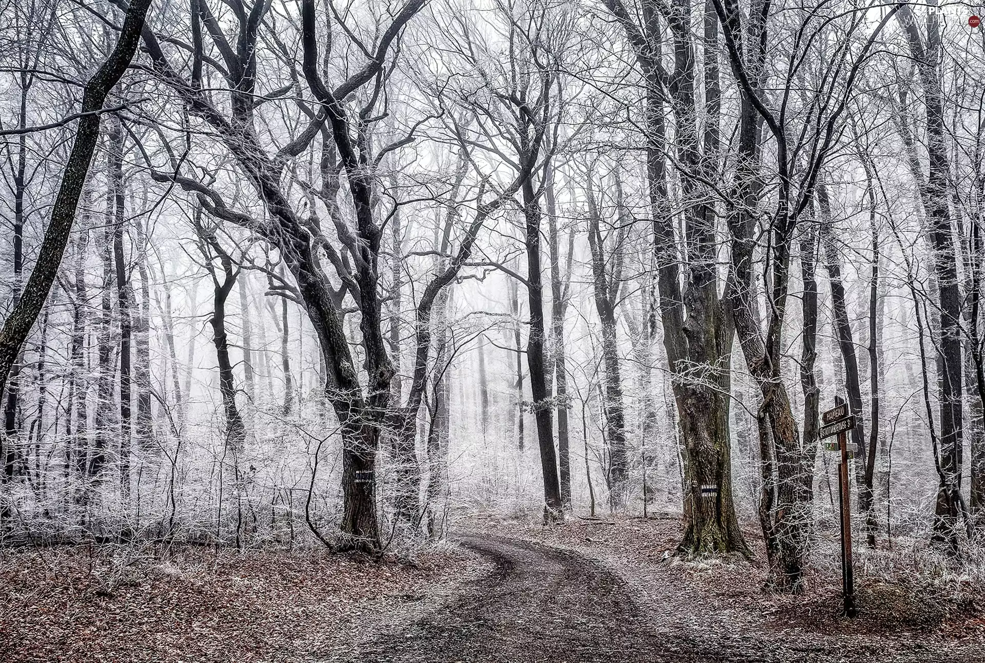 trees, viewes, forest, Way, winter