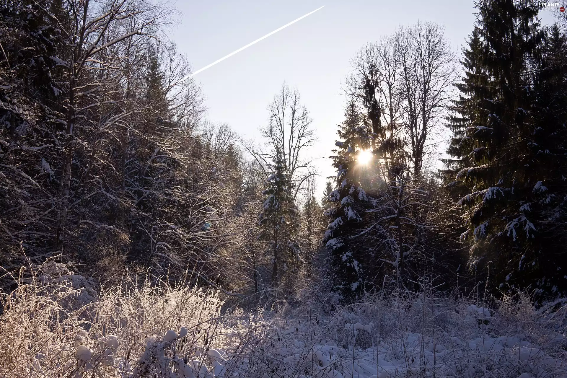 trees, White frost, rays of the Sun, viewes