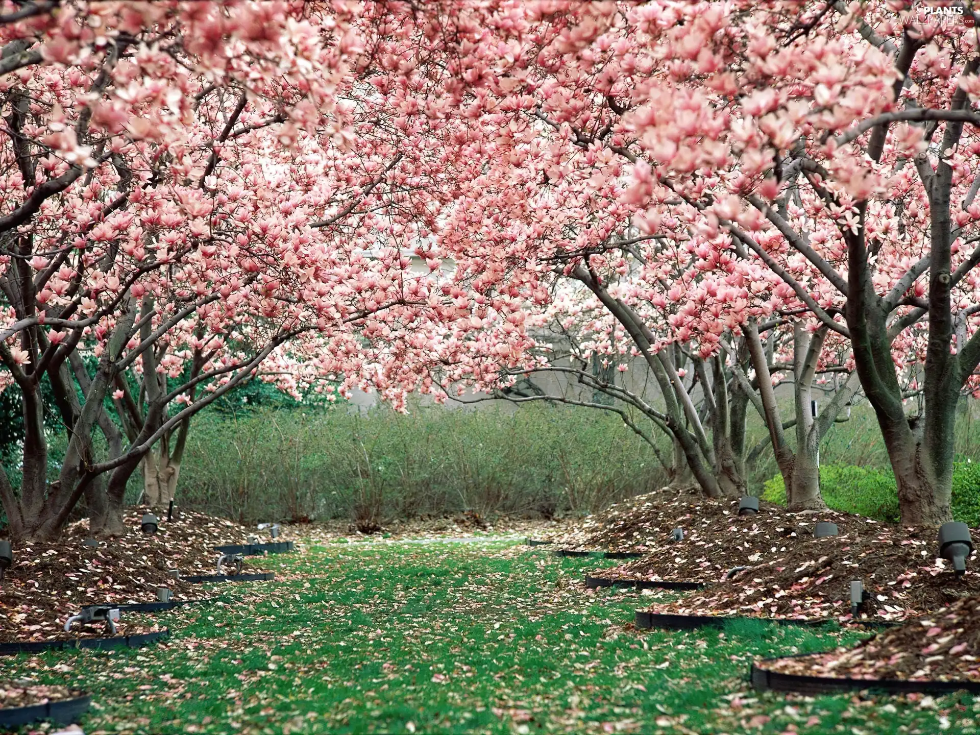 viewes, fruit, flourishing, trees, orchard