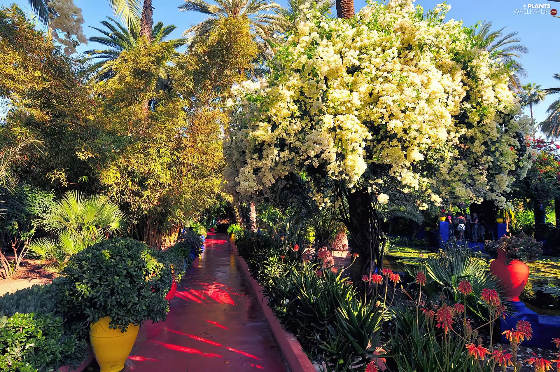 Flowers, Beatyfull, trees, viewes, flourishing, Garden