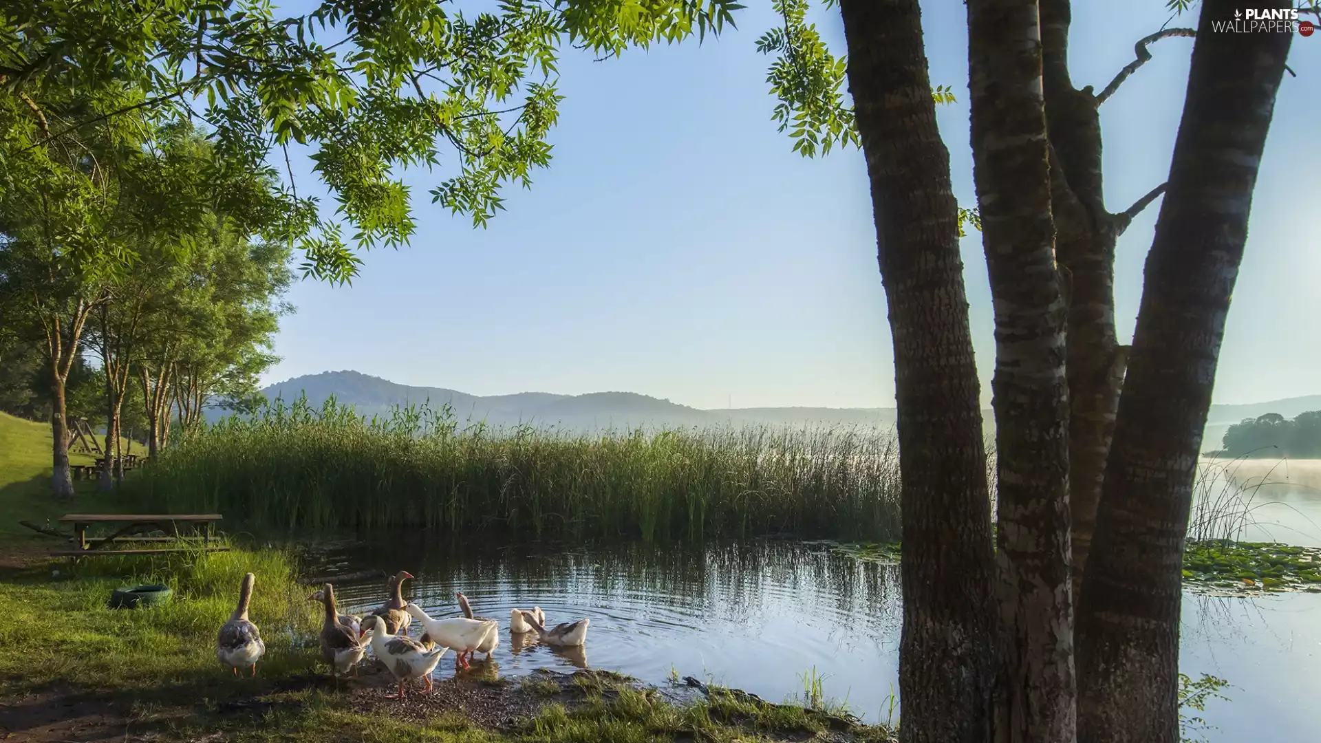 trees, viewes, geese, rushes, lake