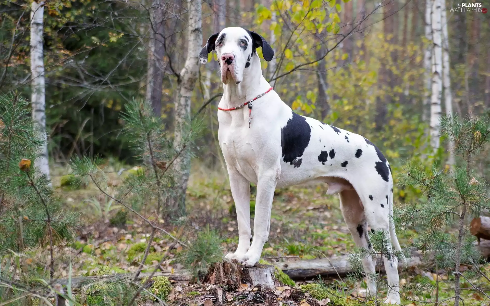 trees, viewes, german, forest, Dog
