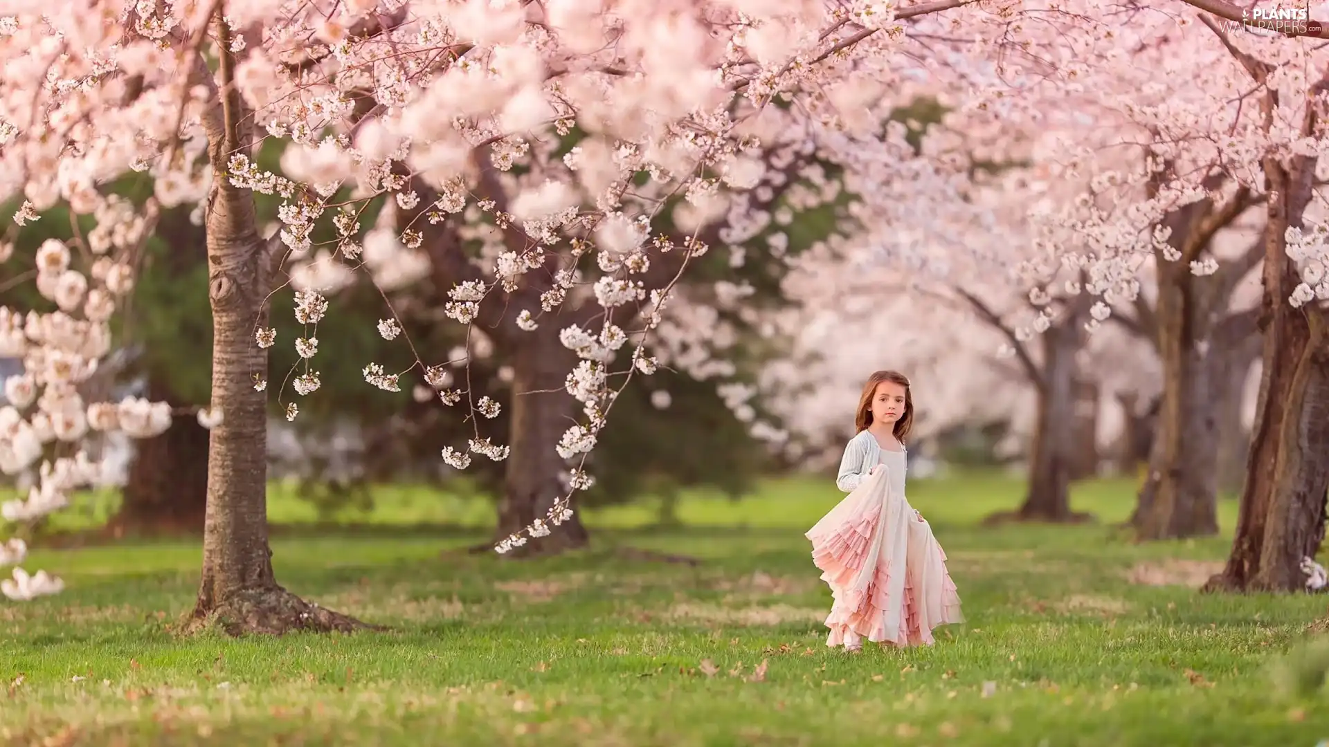 viewes, girl, flourishing, trees, Spring