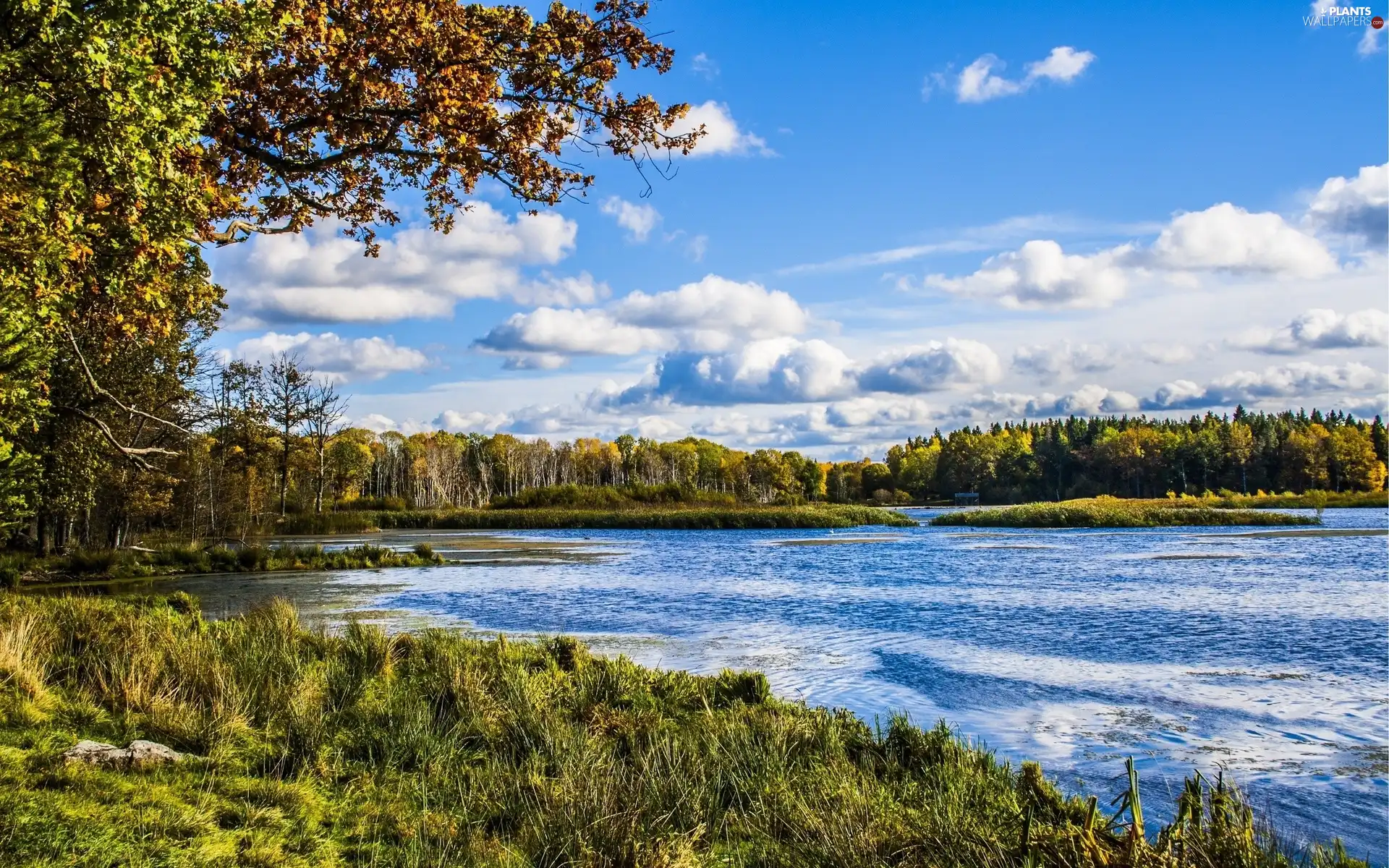 viewes, grass, forest, trees, lake