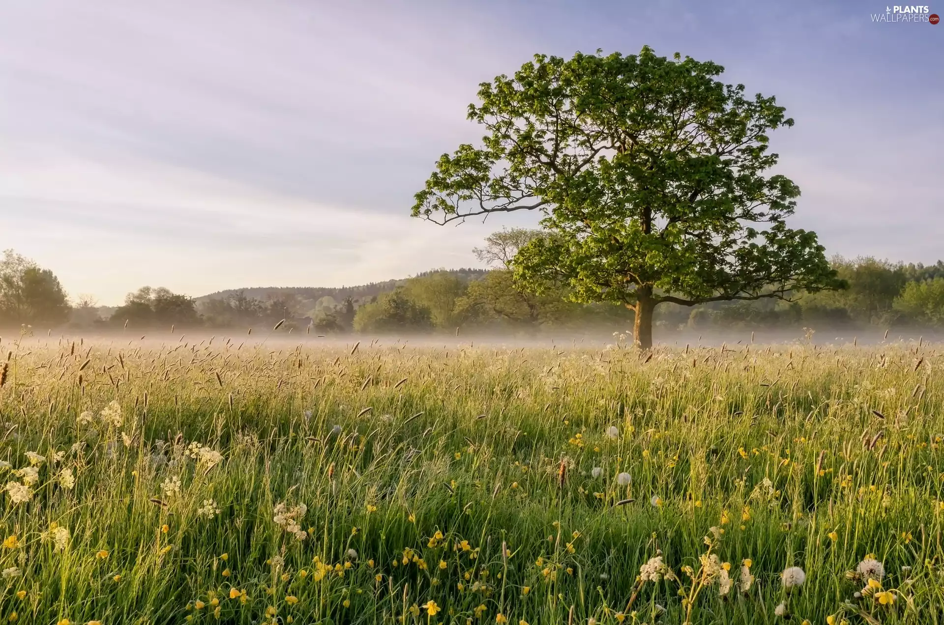 trees, viewes, grass, Flowers, Meadow